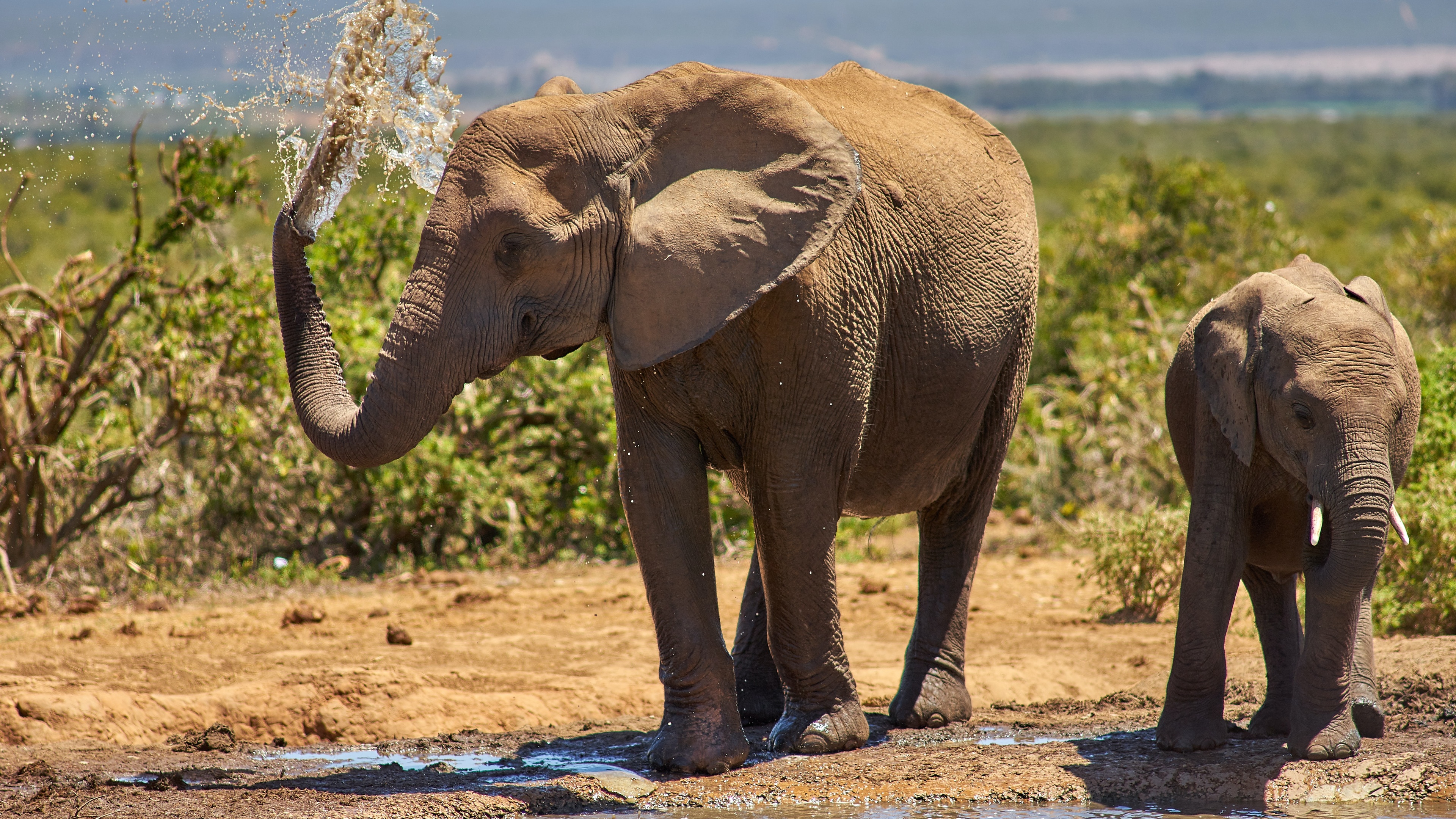 大象壁纸【52】壁纸是一款电脑壁纸,属于动物分类