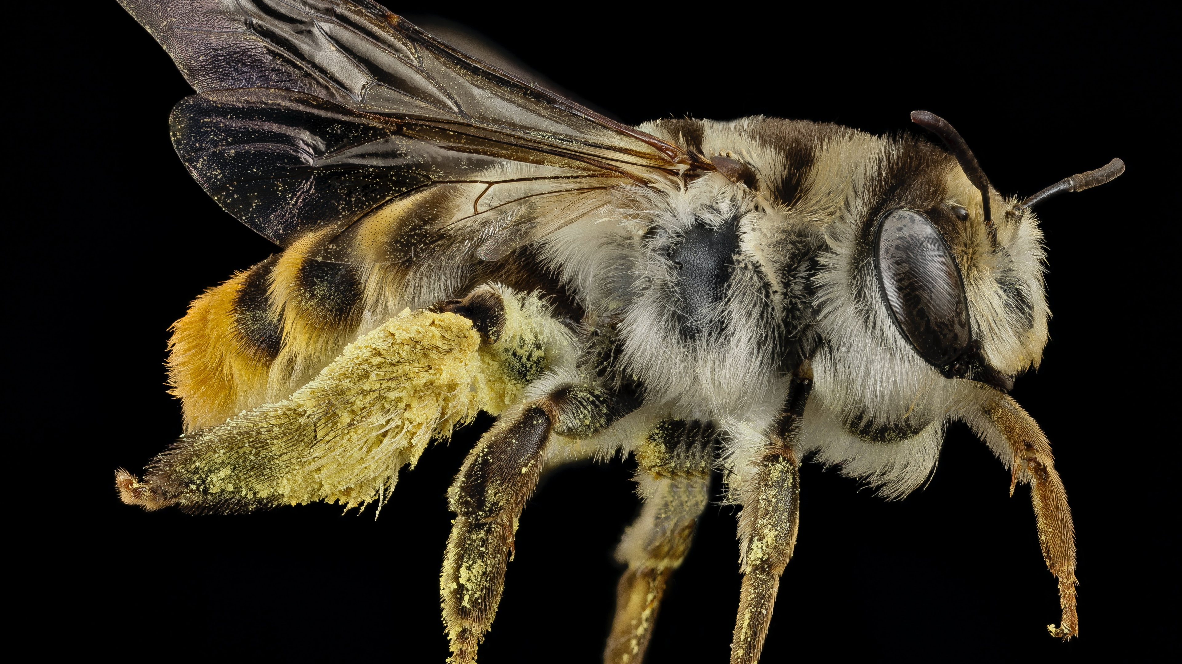 蜜蜂壁纸【56】(动物静态壁纸) - 静态壁纸下载 - 元气壁纸