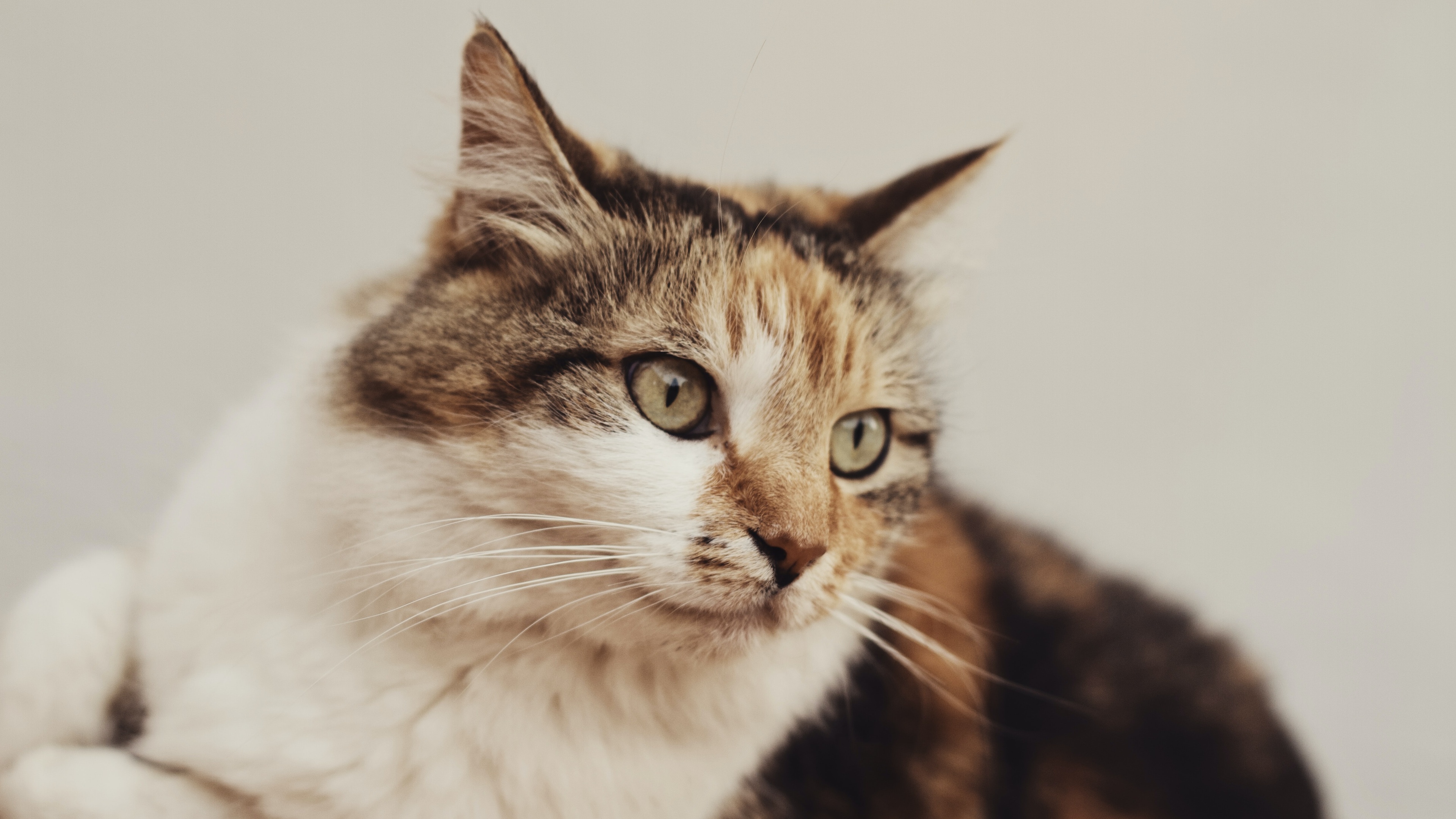 猫壁纸【119】(动物静态壁纸) - 静态壁纸下载 - 元气壁纸