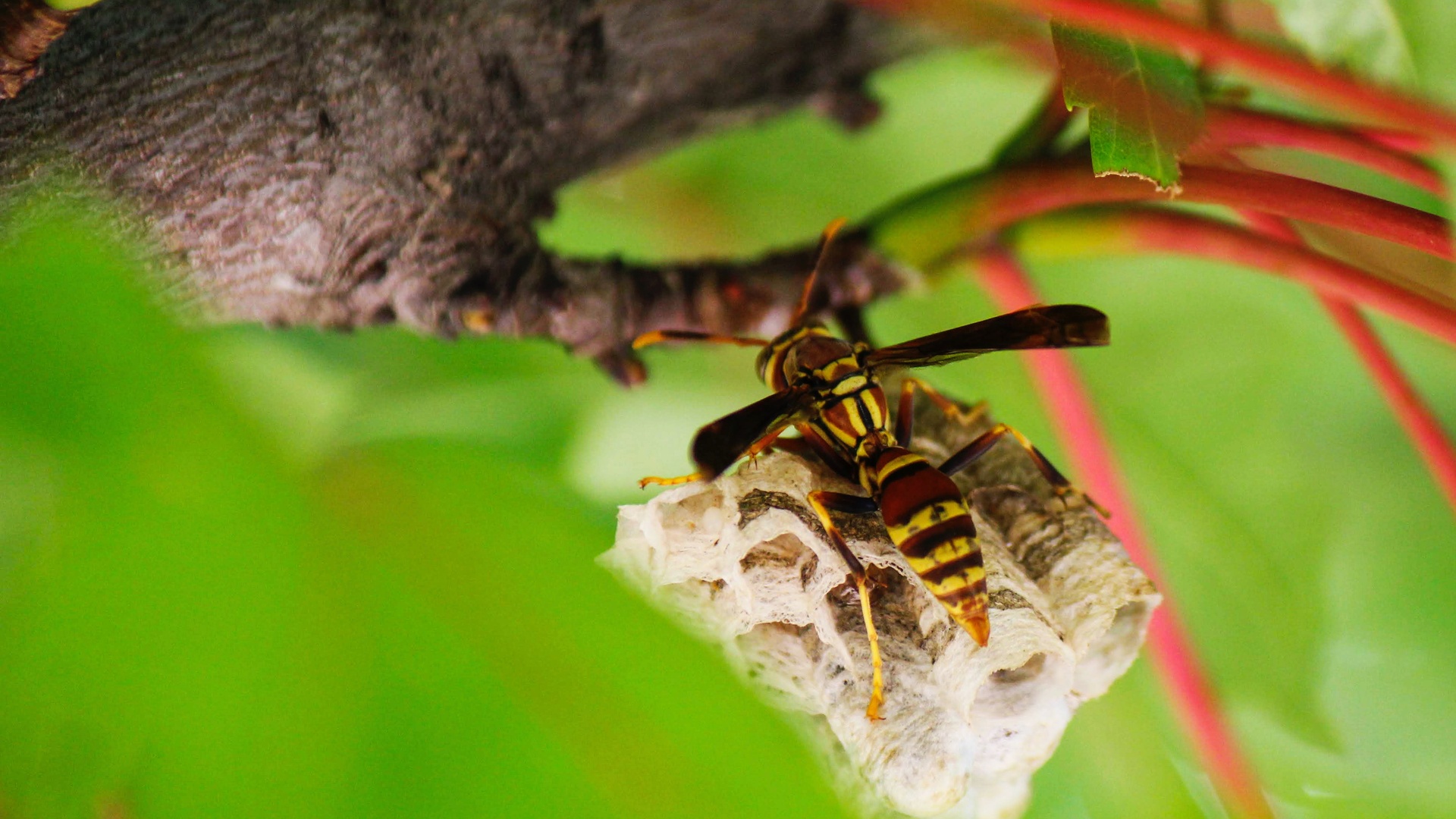 蜜蜂壁纸【32】