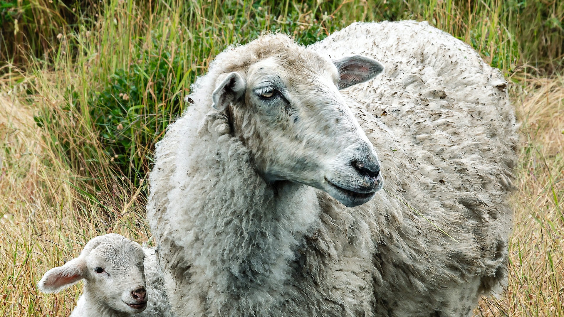 羊壁纸 47 羊壁纸图片 桌面壁纸图片 壁纸下载 元气壁纸