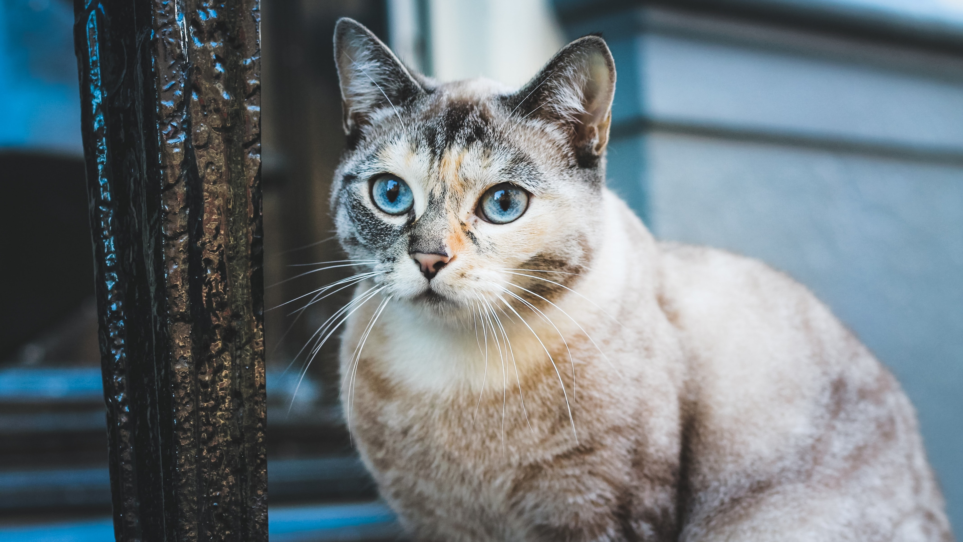 78m上传时间:2020-06-16壁纸标签:猫4k壁纸封面图猫壁纸【385】壁纸于