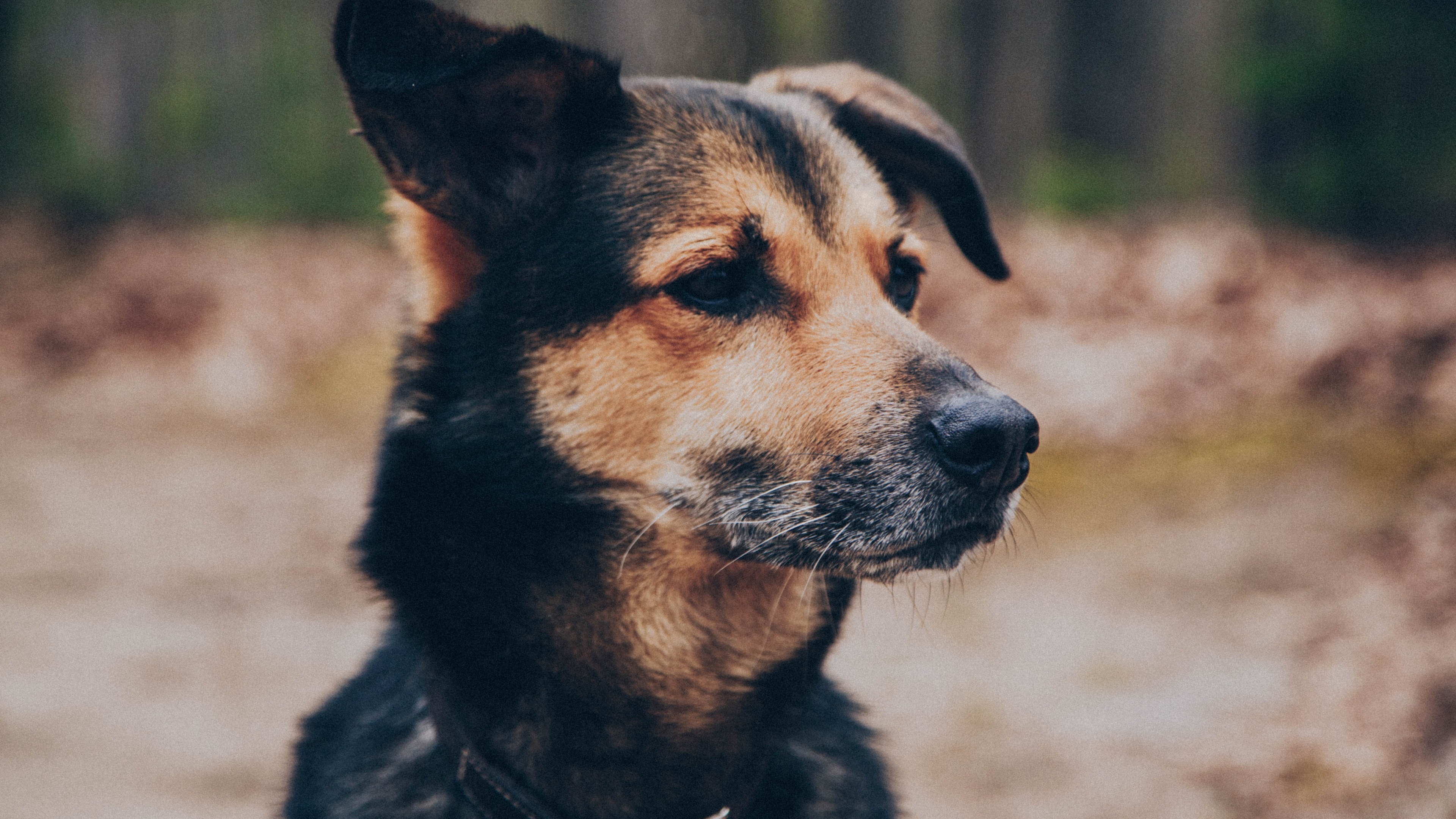 狗壁纸【1533】(动物静态壁纸) - 静态壁纸下载 - 元气壁纸