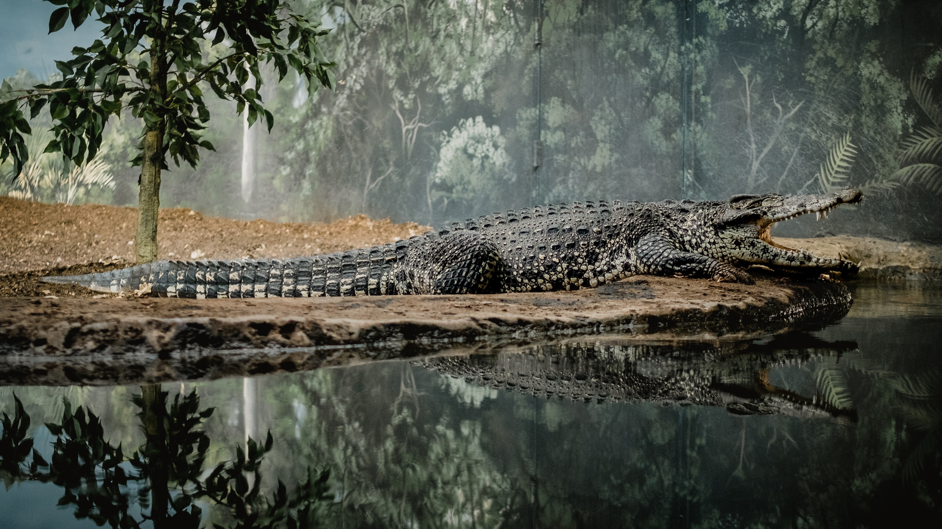 鱷魚alligator壁紙