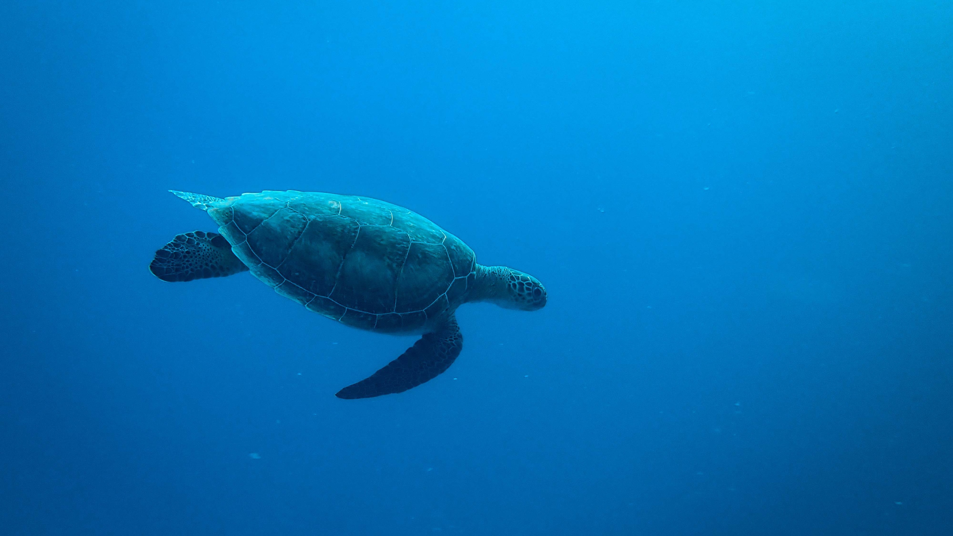 龟 海洋生物壁纸【32】