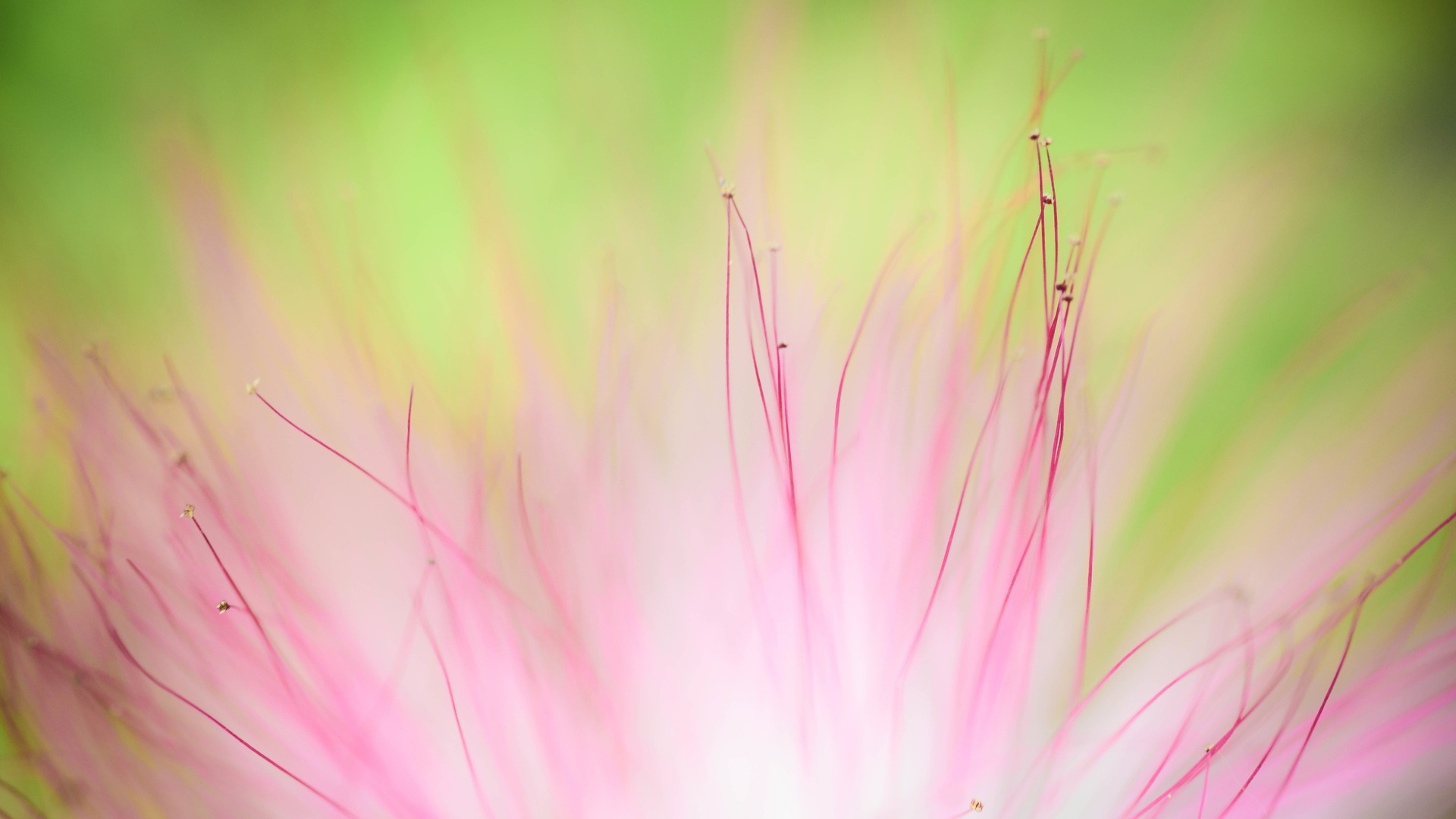 缤纷多彩壁纸> 缤纷多彩 花微距摄影4k壁纸壁纸小清新壁纸> 下载高清