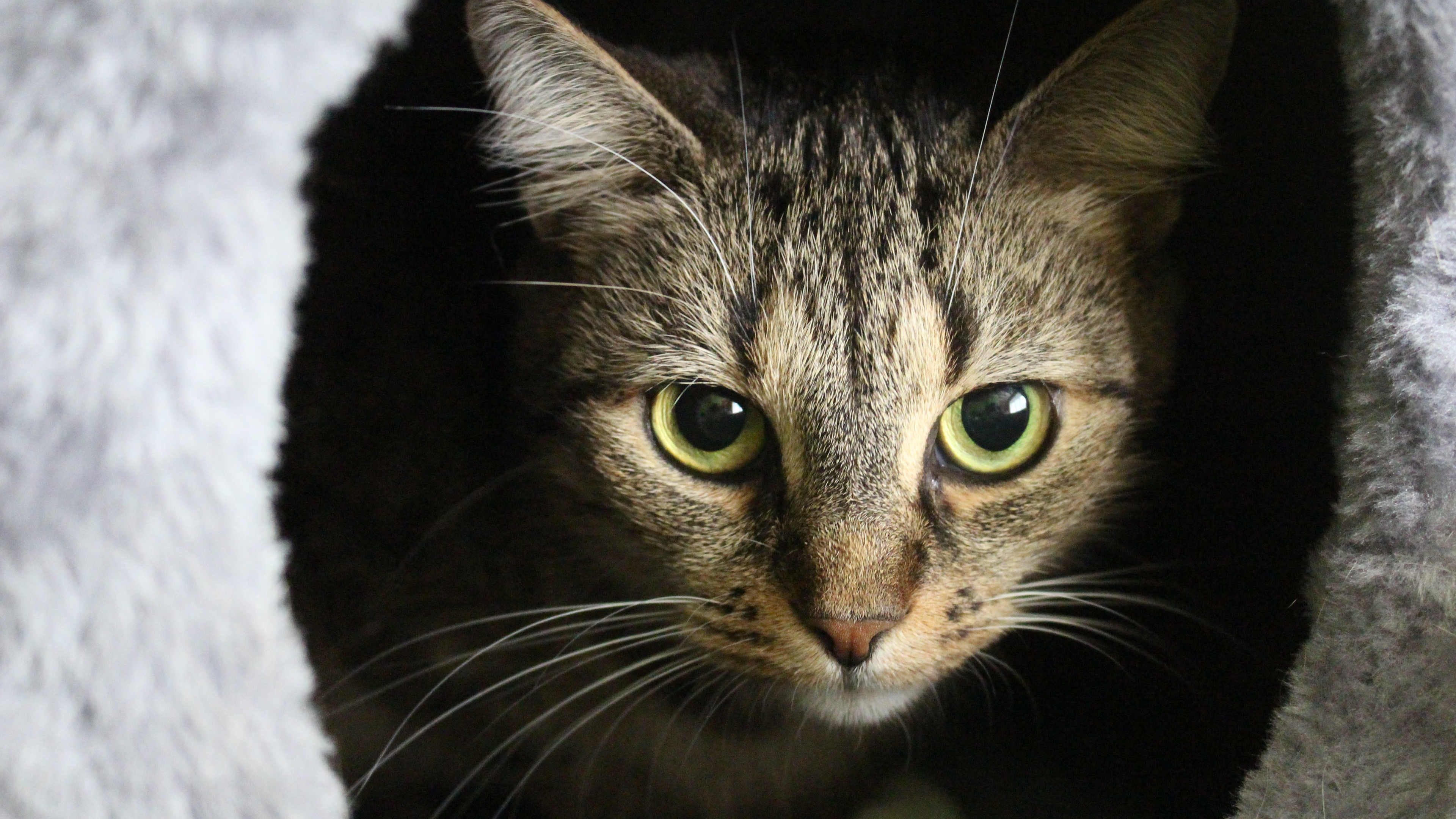 猫壁纸【762】(动物静态壁纸) - 静态壁纸下载 - 元气壁纸