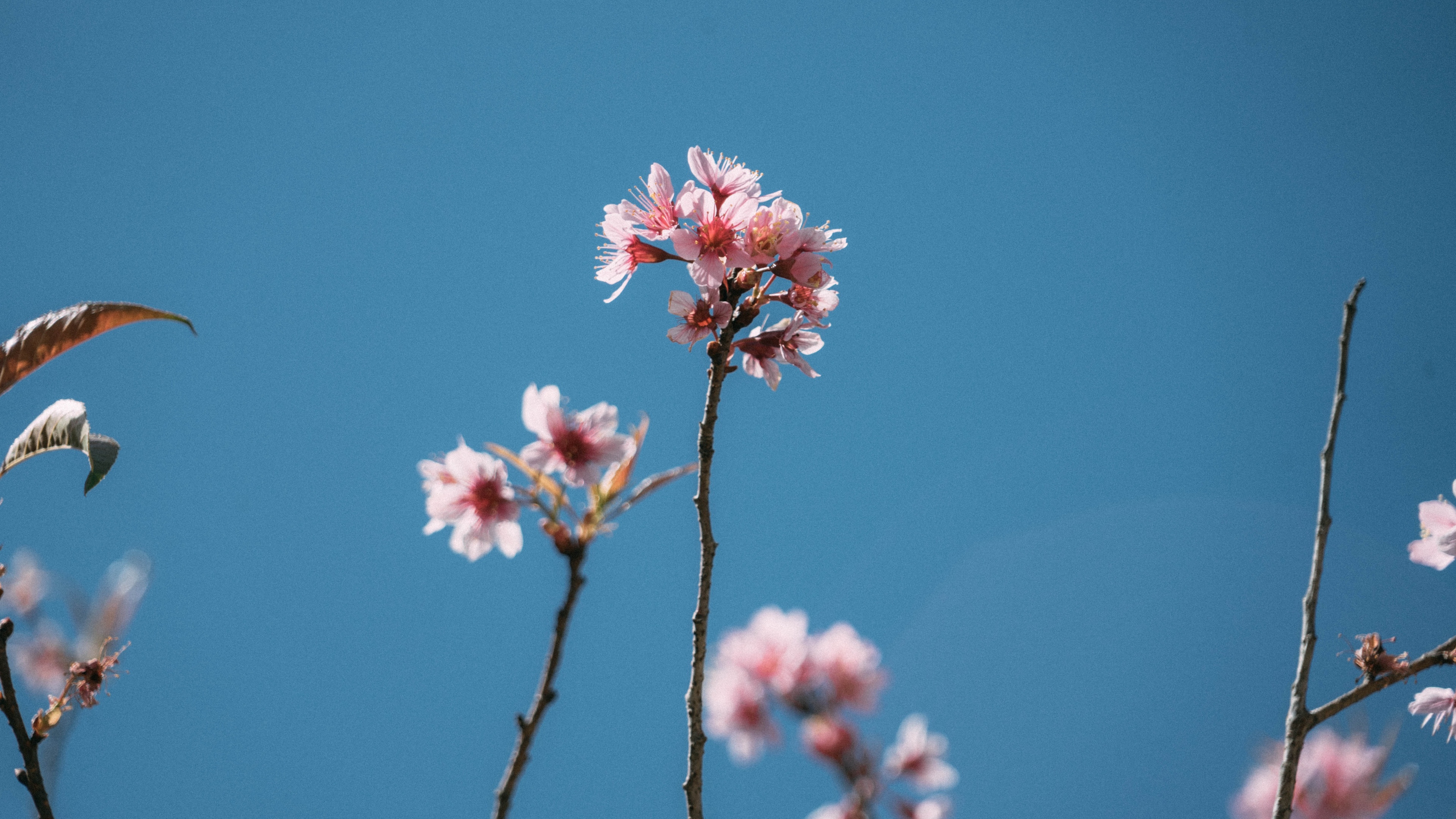 花朵images壁纸【11】(小清新静态壁纸) - 静态壁纸下载 - 元气壁纸
