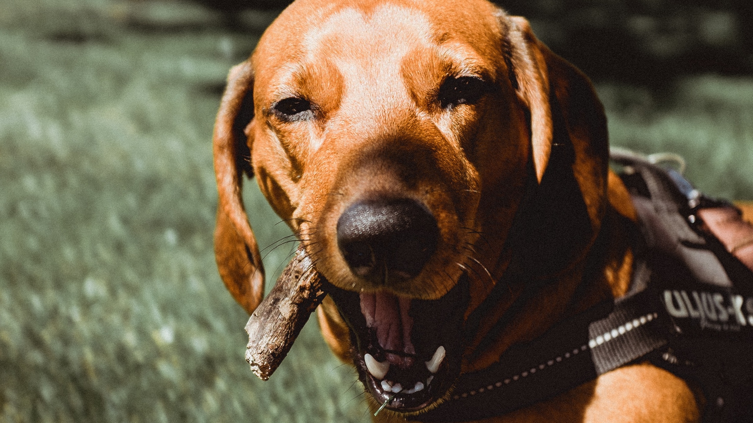 44m上传时间:2020-06-16壁纸标签:狗壁纸封面图狗壁纸【364】壁纸于