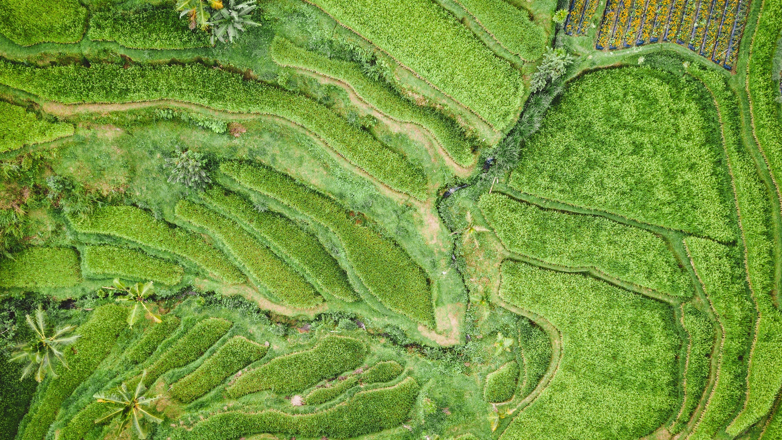 锁屏壁纸风景花草图片