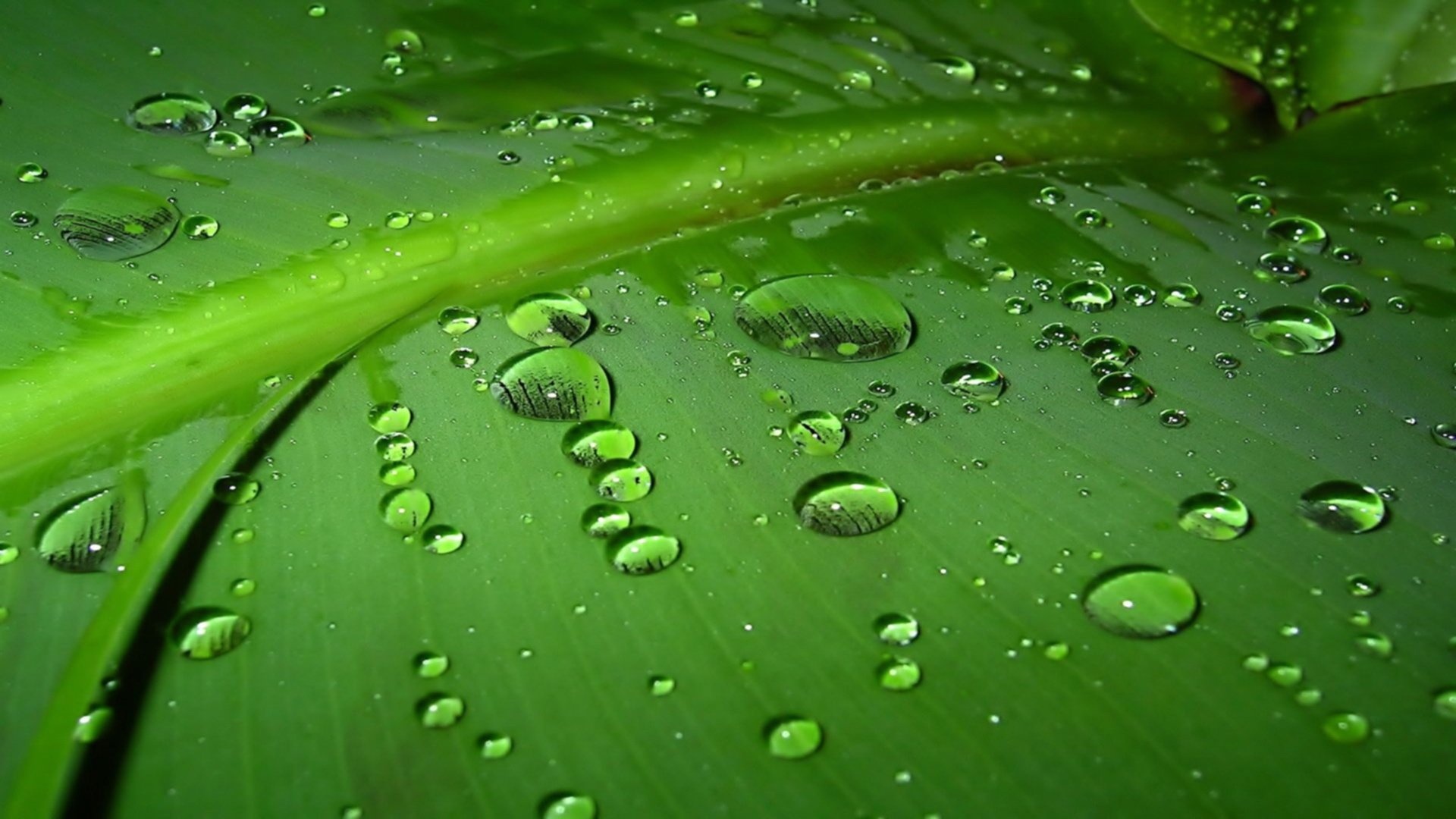 绿色植物水珠背景素材背景素材免费下载(图片编号:1120145)-六图网