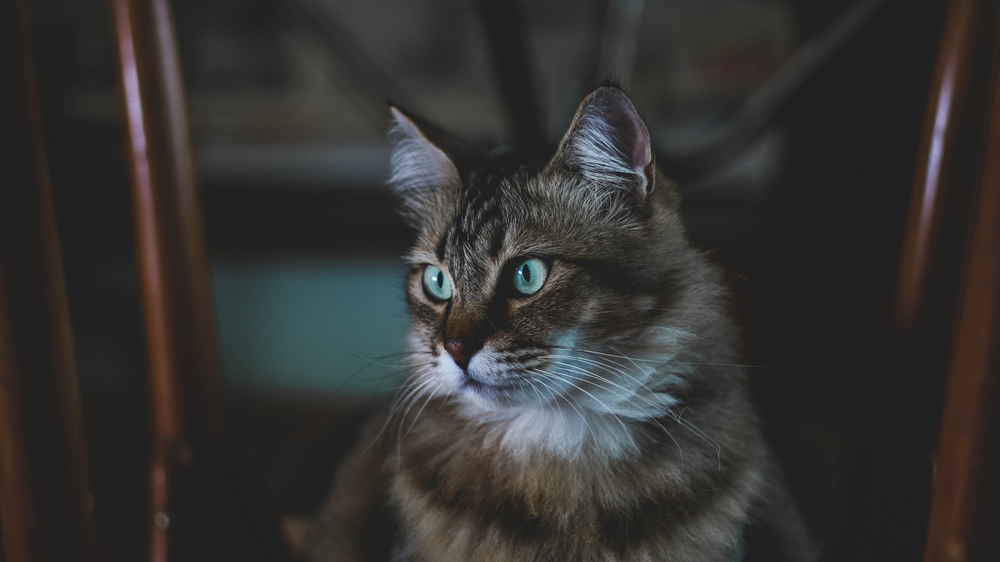 10m上传时间:2020-06-16壁纸标签:猫pet4k壁纸封面图猫 pet壁纸【230