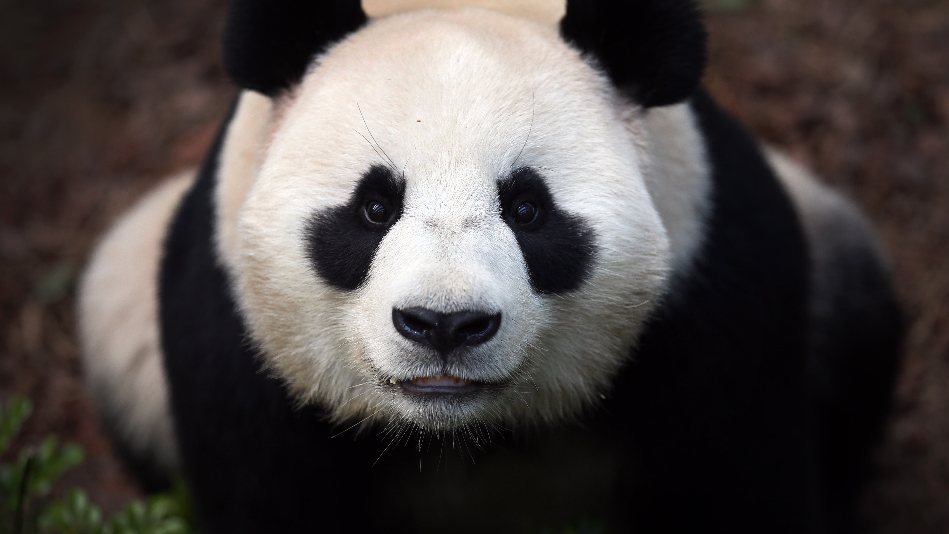 可爱的熊猫（6幅，编号P357） – AI绘画图鉴