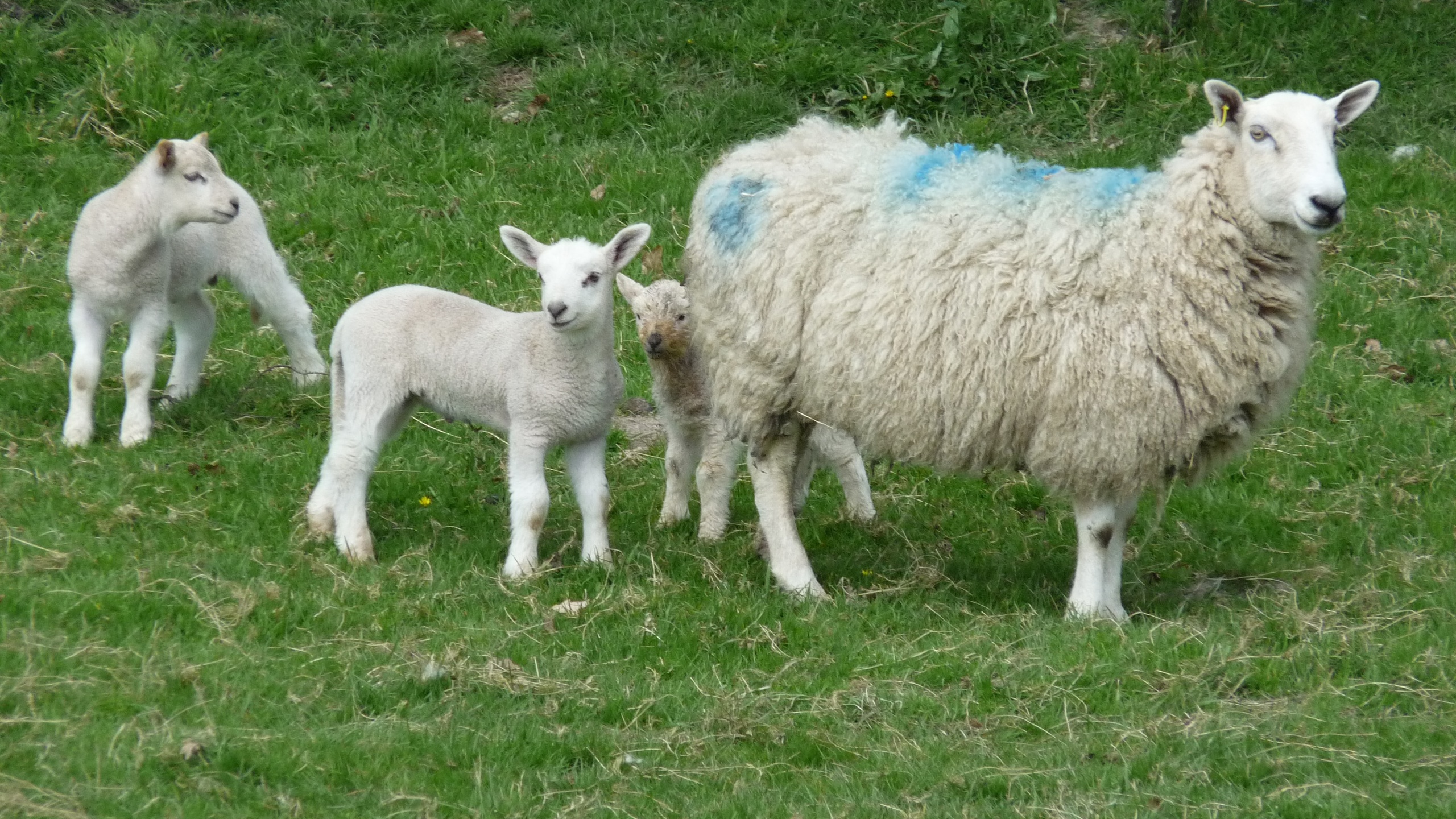 一个疯狂的绵羊的特写，一个可爱的小羊羔与滑稽的脸看着相机。两只小羊坐在模糊的背景中。幸福的概念，疯狂的，幽默的，放养的照片摄影图片_ID ...