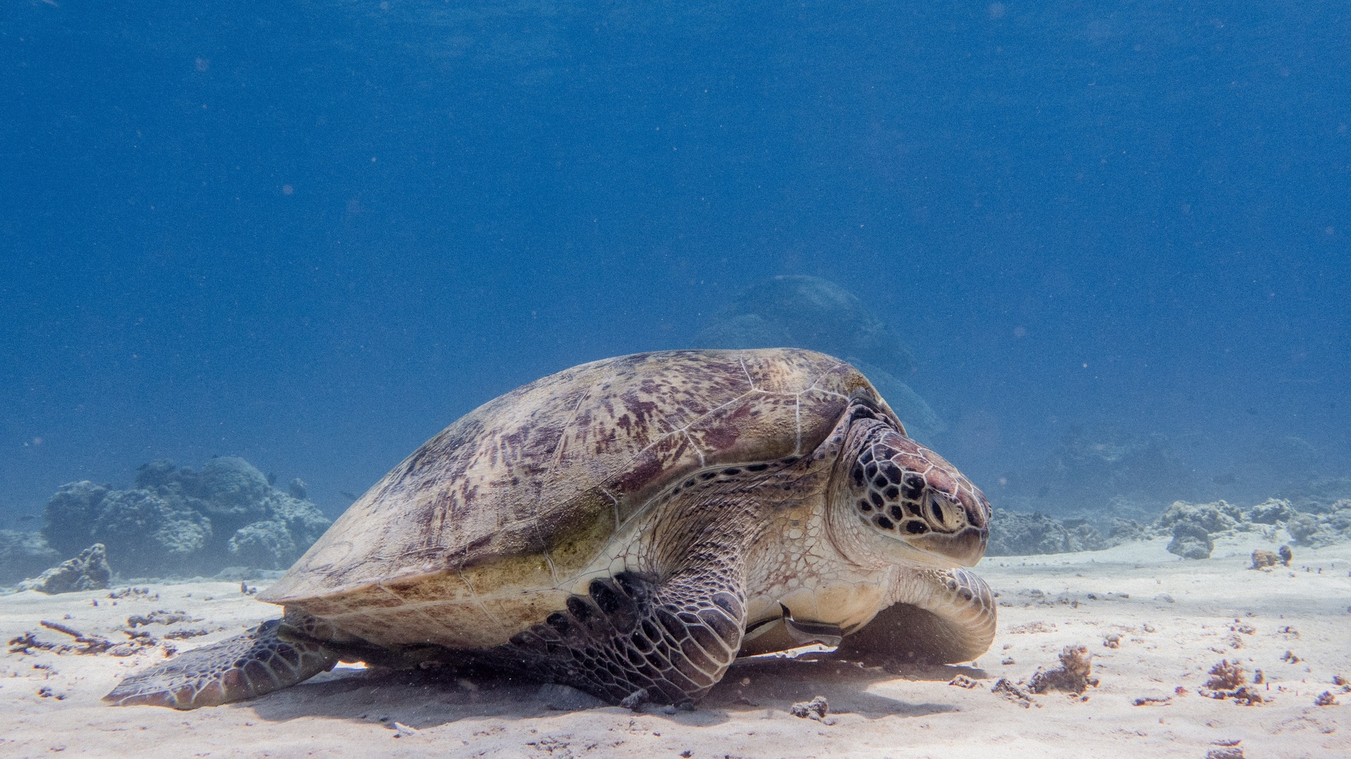 海洋生物图片单张图片