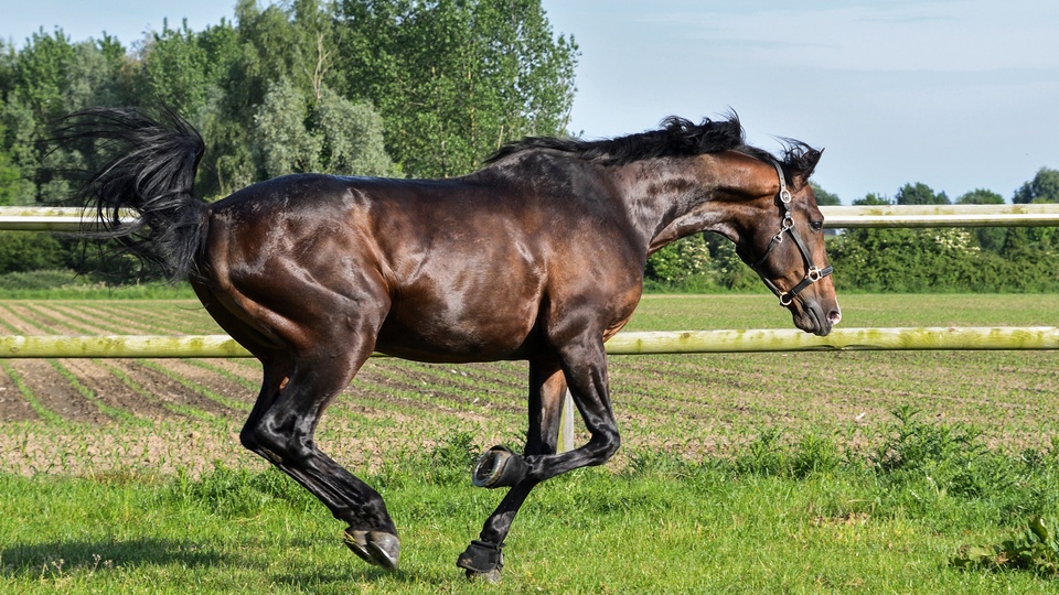 牧场马草地壁纸
