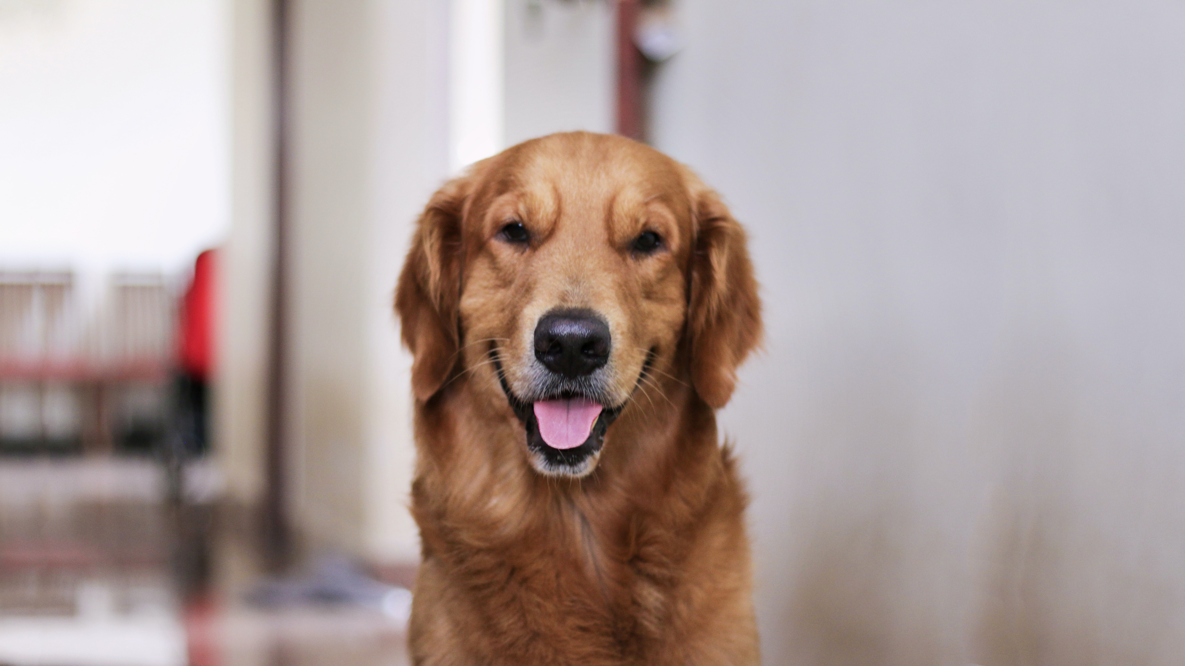 狗pet壁纸【19】(动物静态壁纸) - 静态壁纸下载 - 元气壁纸