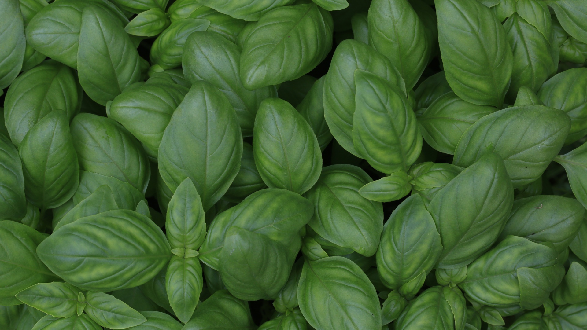 护眼壁纸【467】