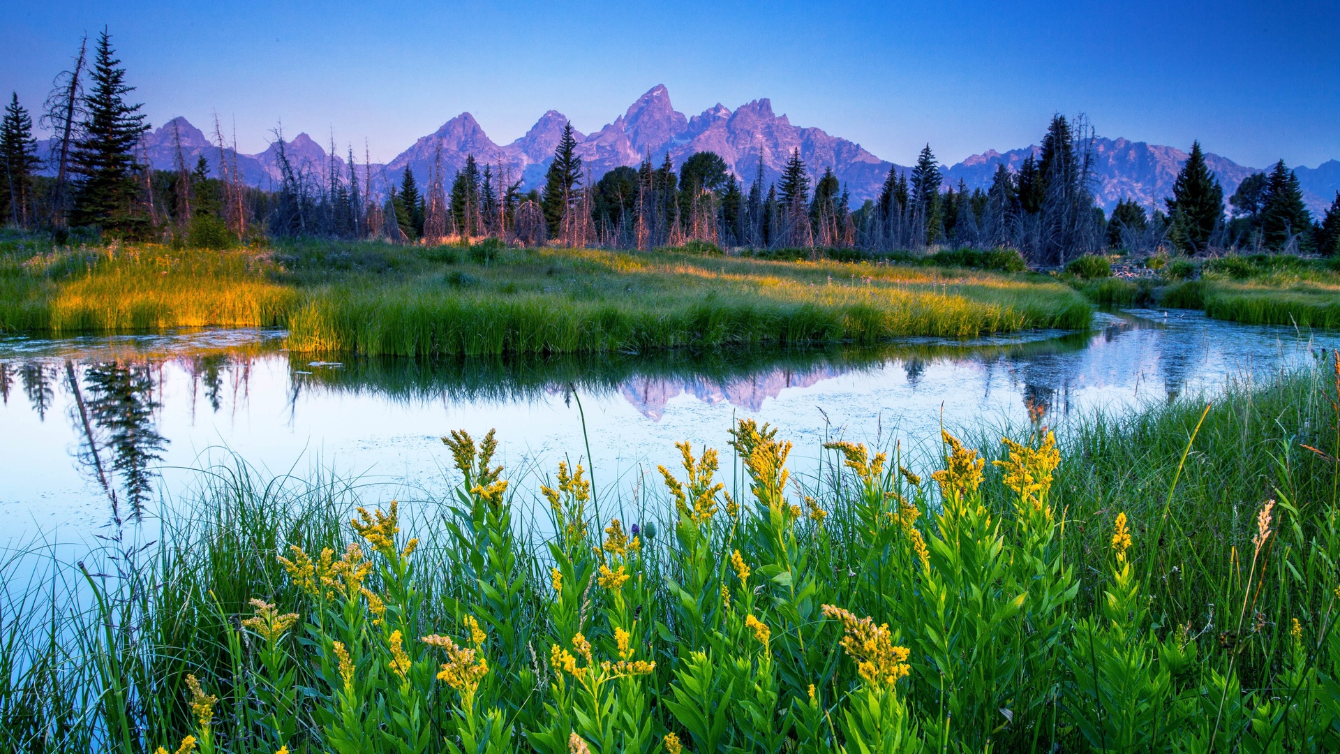 黄昏时分的山畔湿地景观，前景黄花盛放，平静水面清晰倒映远山与林木