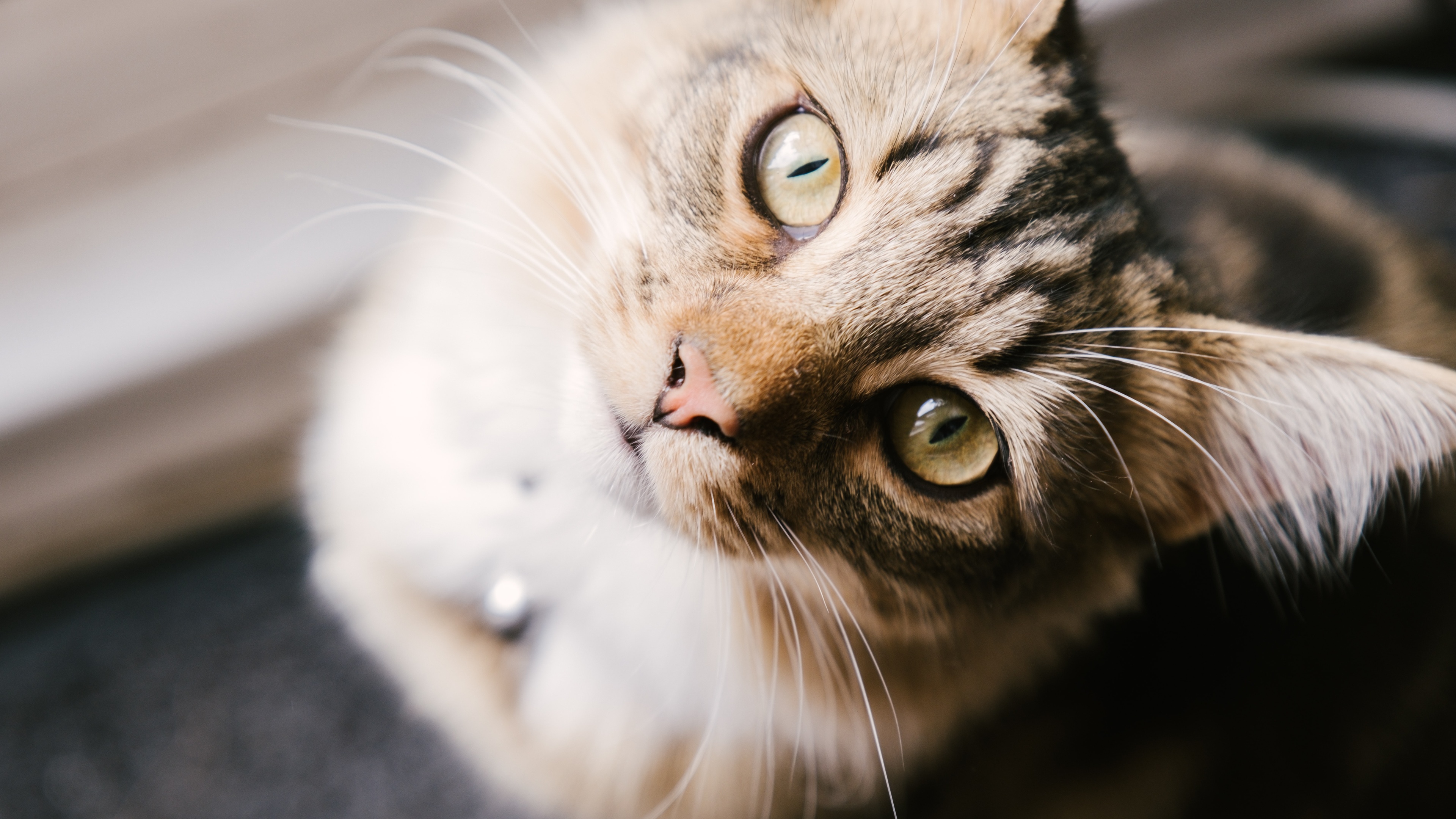 58m上传时间:2020-06-16壁纸标签:猫4k壁纸封面图猫壁纸【1135】壁纸