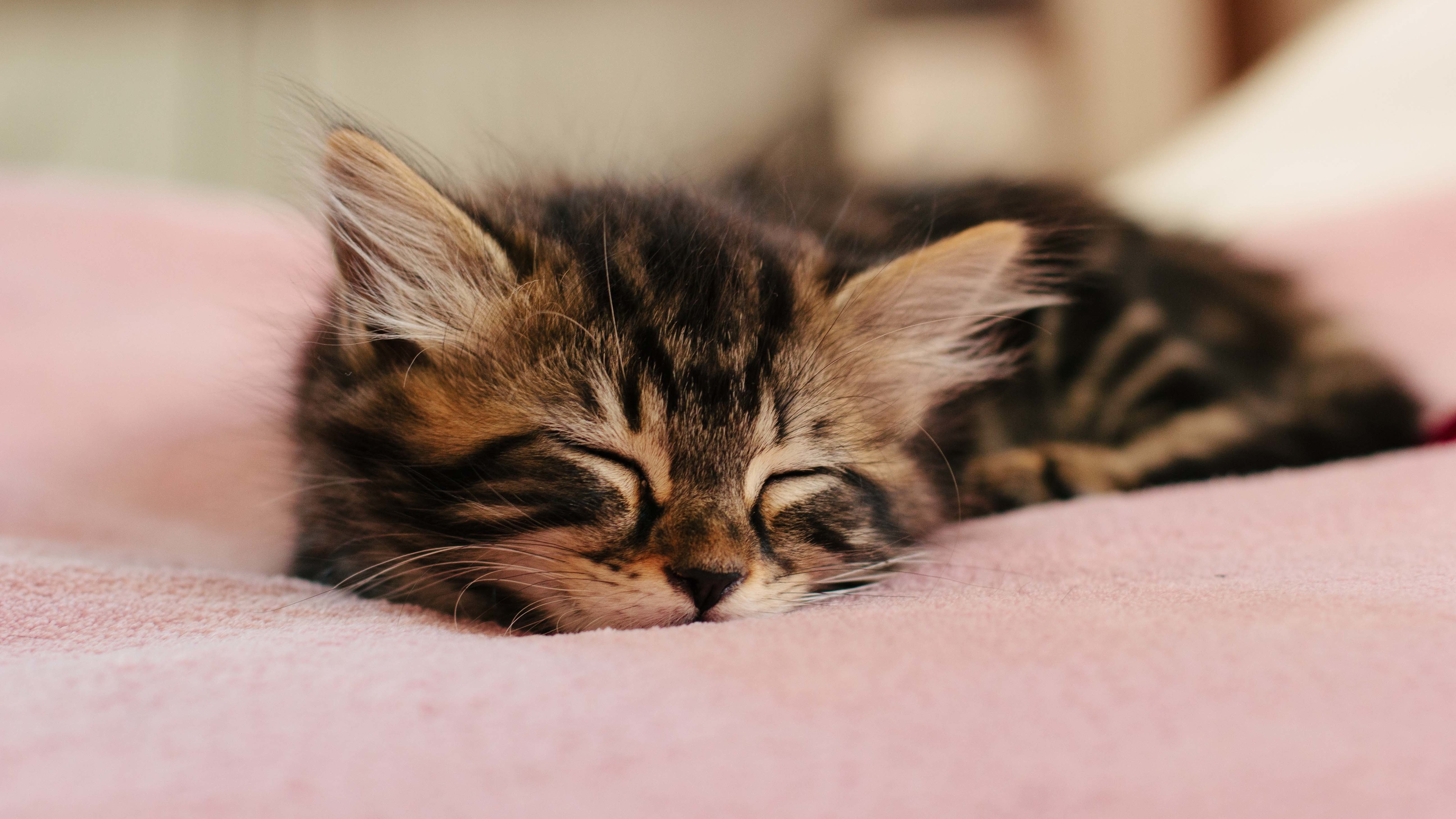 小猫 可爱睡姿 4K壁纸_4K动物图片高清壁纸_墨鱼部落格
