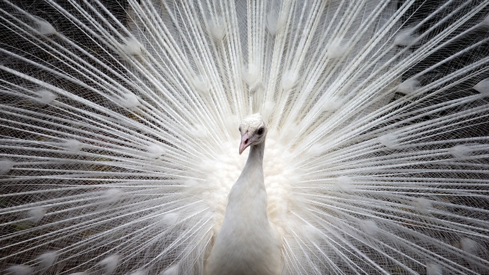 孔雀 白羽毛 自然 美丽 羽毛 充满活力 优雅壁纸(动物静态壁纸)