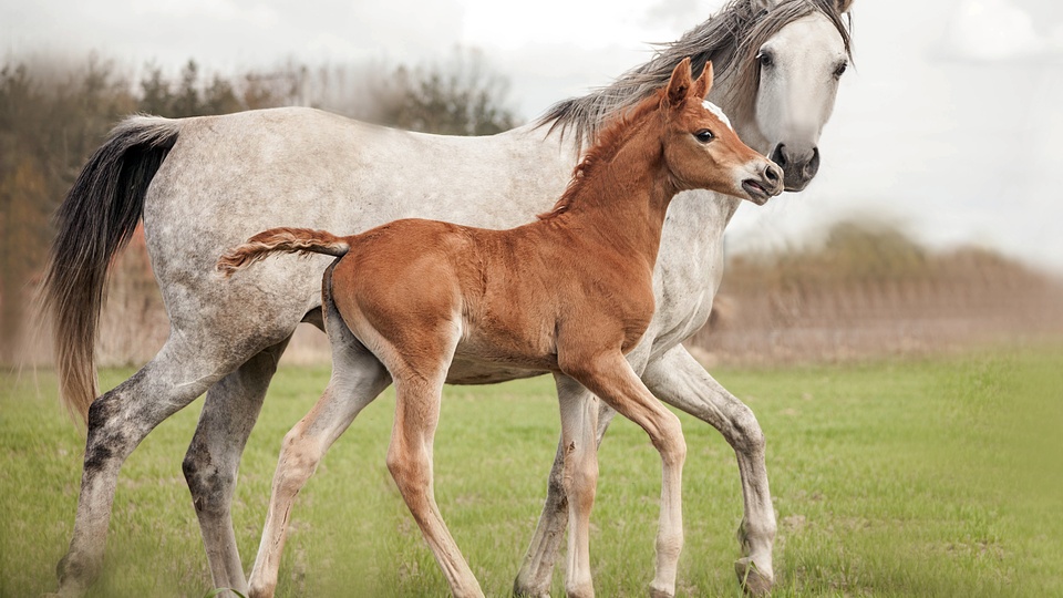 两匹马 草地 牧场 小马和白色的马壁纸(动物静态壁纸) - 静态壁纸下载