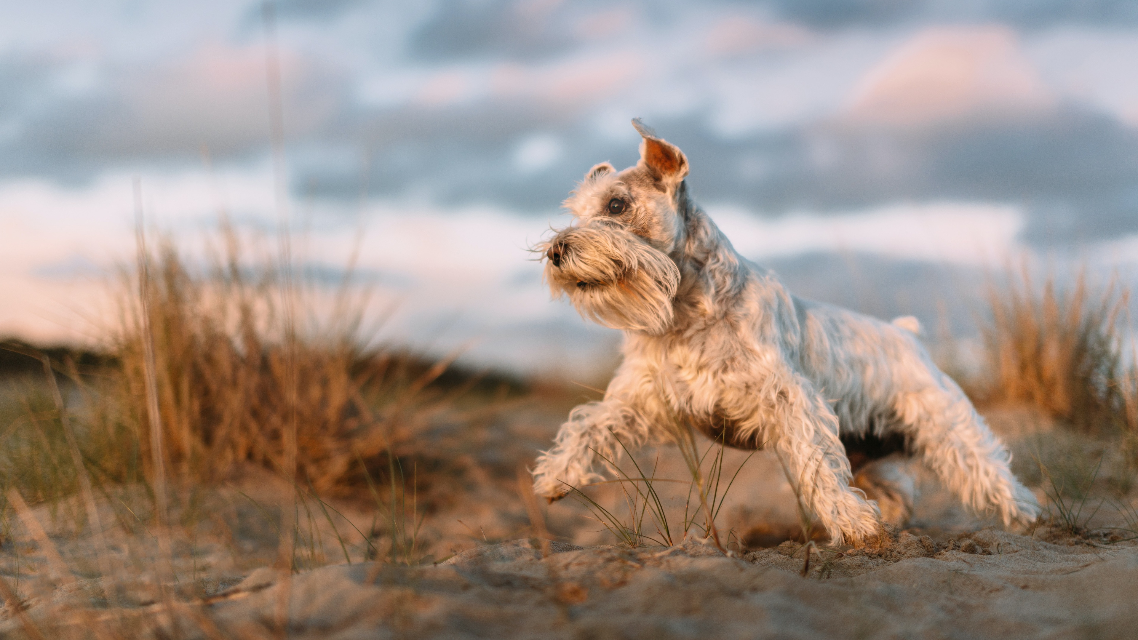 狗壁纸【1664】壁纸是一款电脑壁纸,属于动物分类,狗