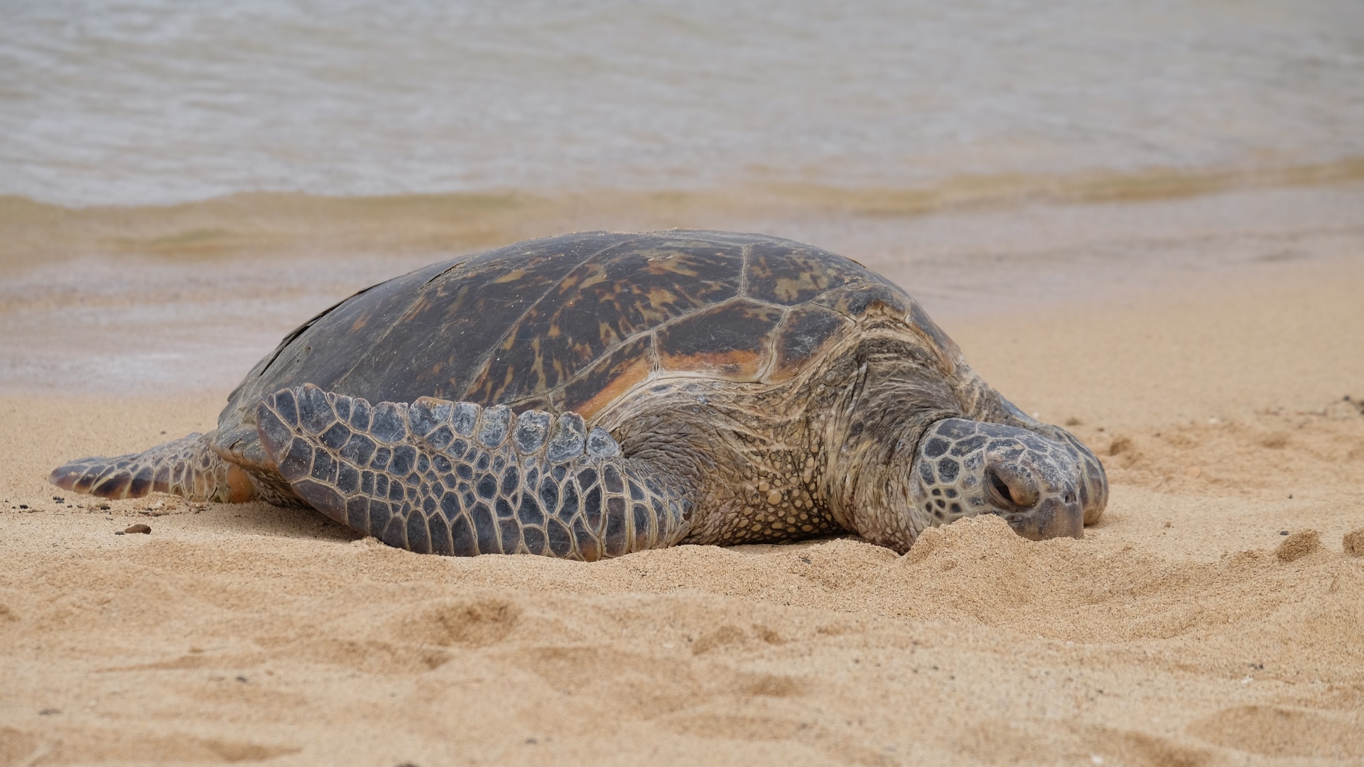 龟 海洋生物壁纸【8】龟壁纸图片_桌面壁纸图片_壁纸下载-元气壁纸