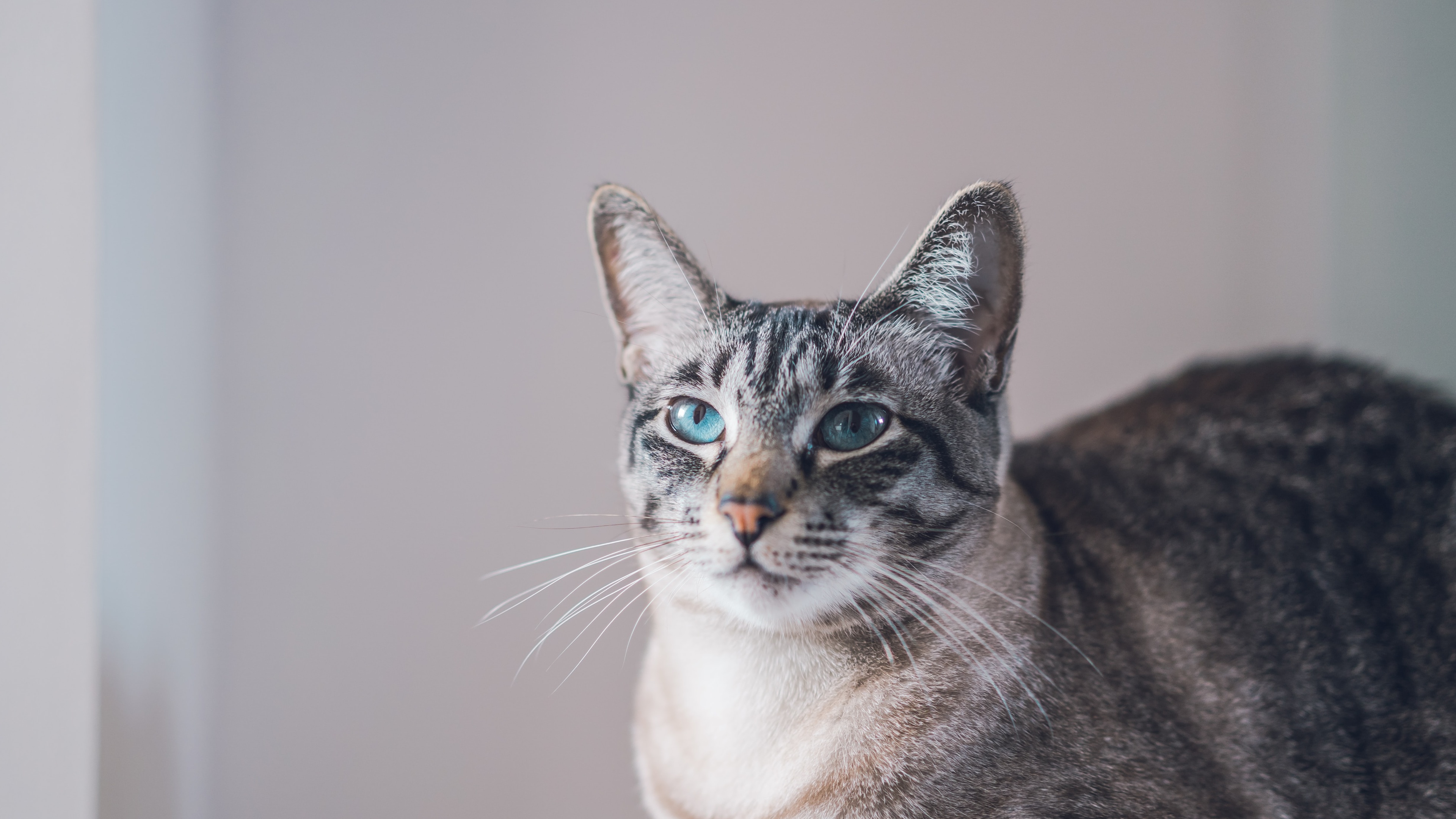 23m上传时间:2020-06-16壁纸标签:猫4k壁纸封面图猫壁纸【841】壁纸于