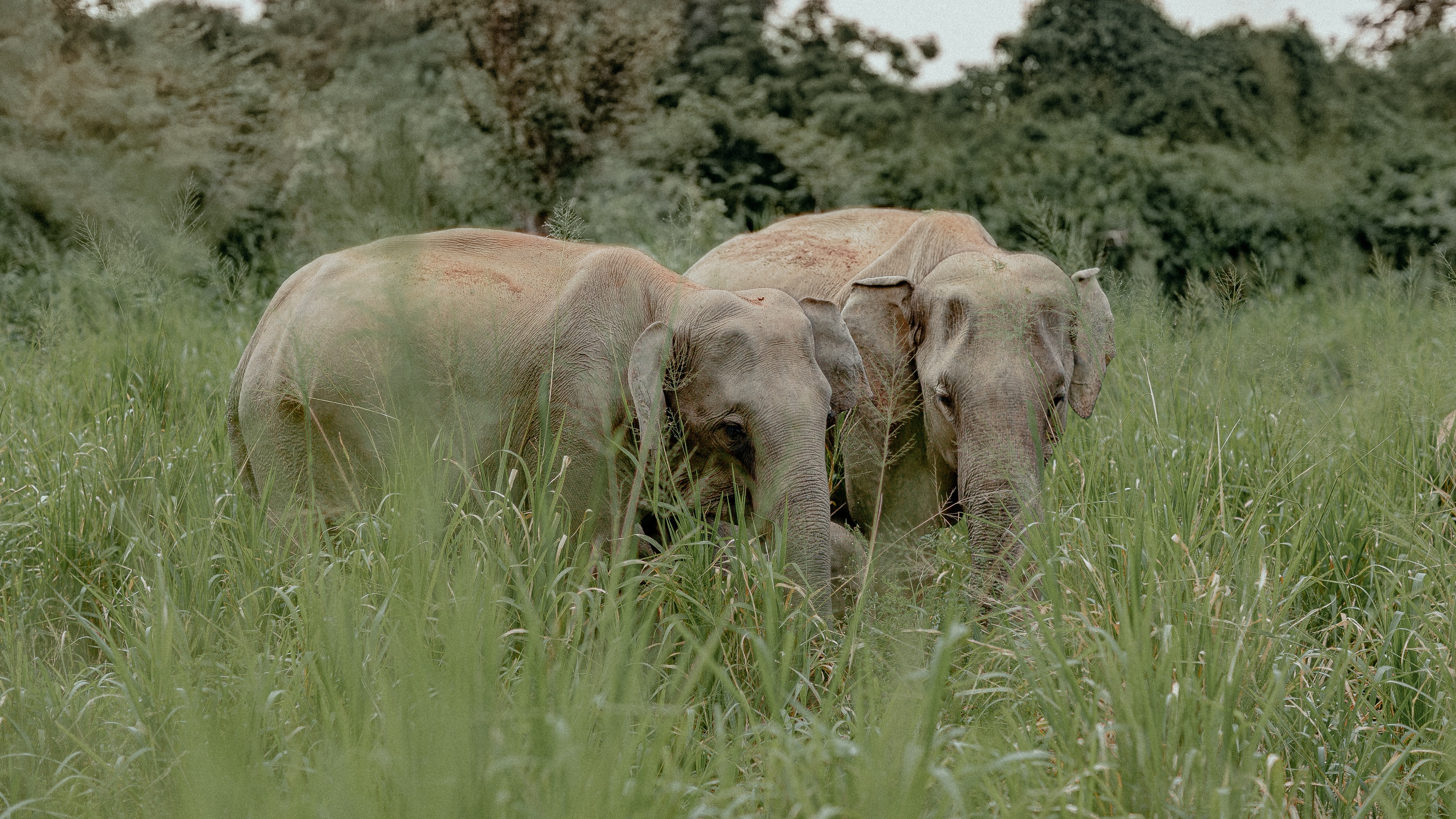 大象壁纸【14】