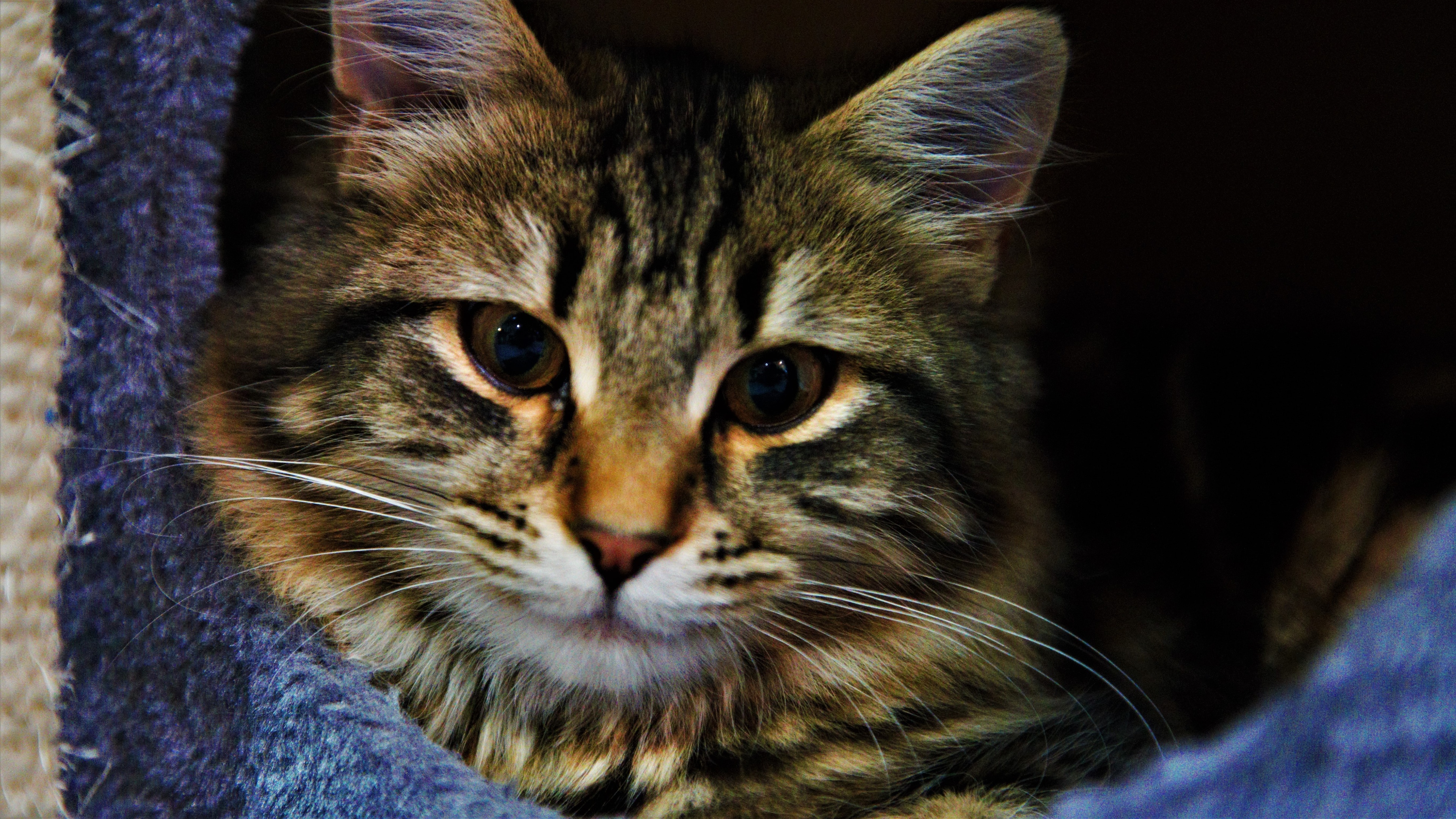 猫壁纸【829】壁纸是一款电脑壁纸,属于动物分类,猫壁