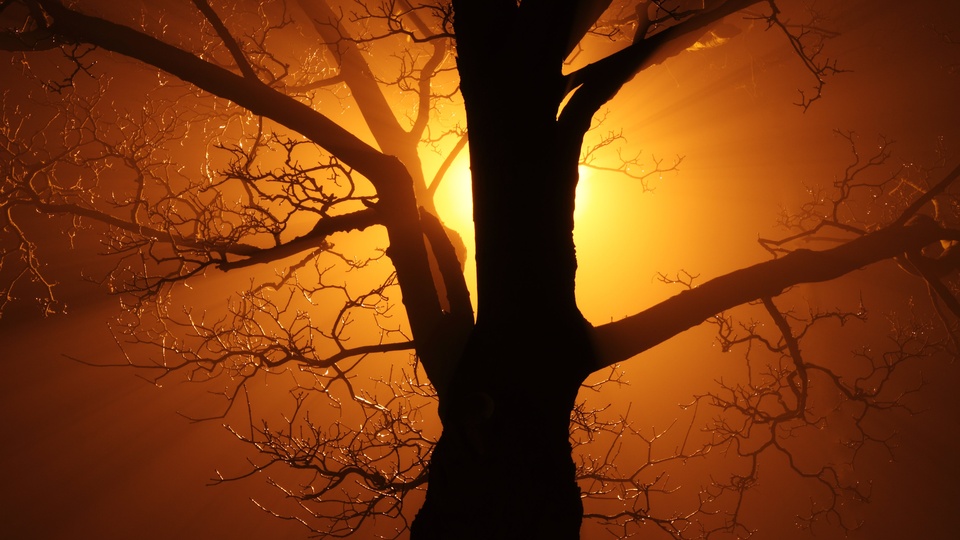 抽象背景美丽枝杈光明黑暗雾树4k壁纸壁纸