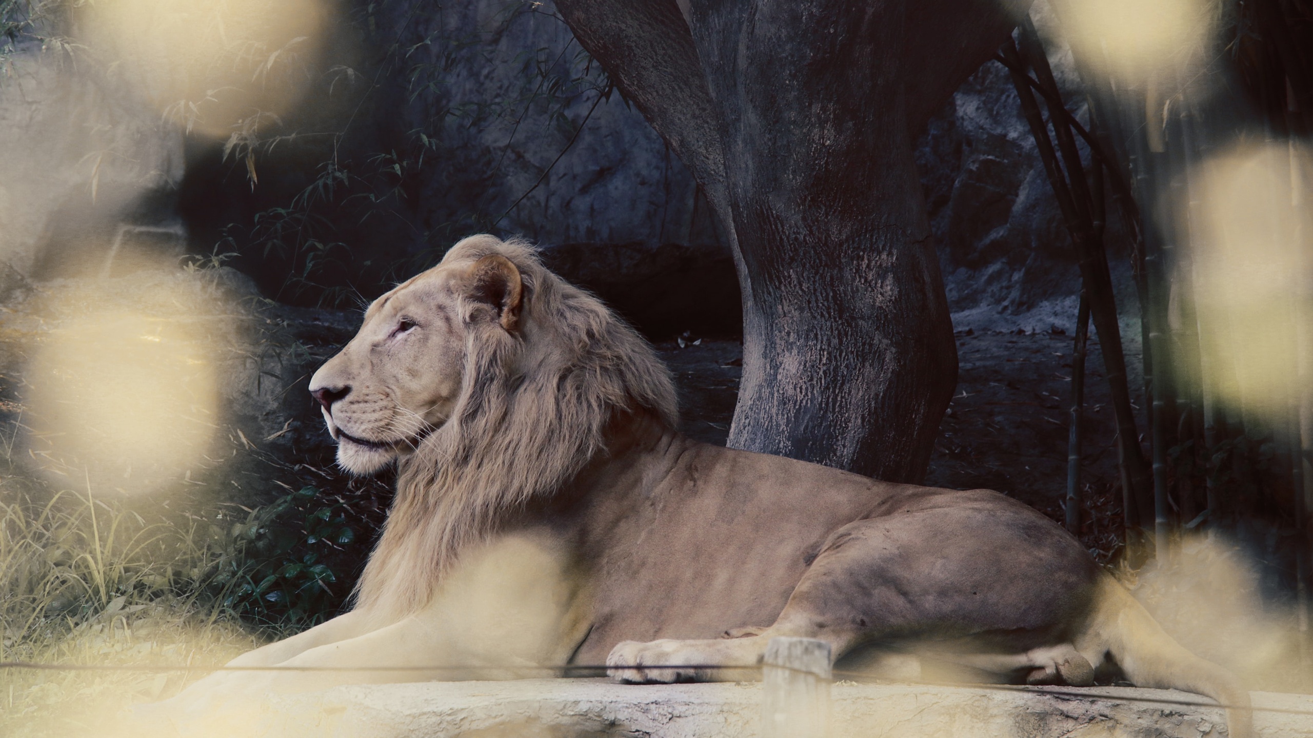 狮子壁纸【76】