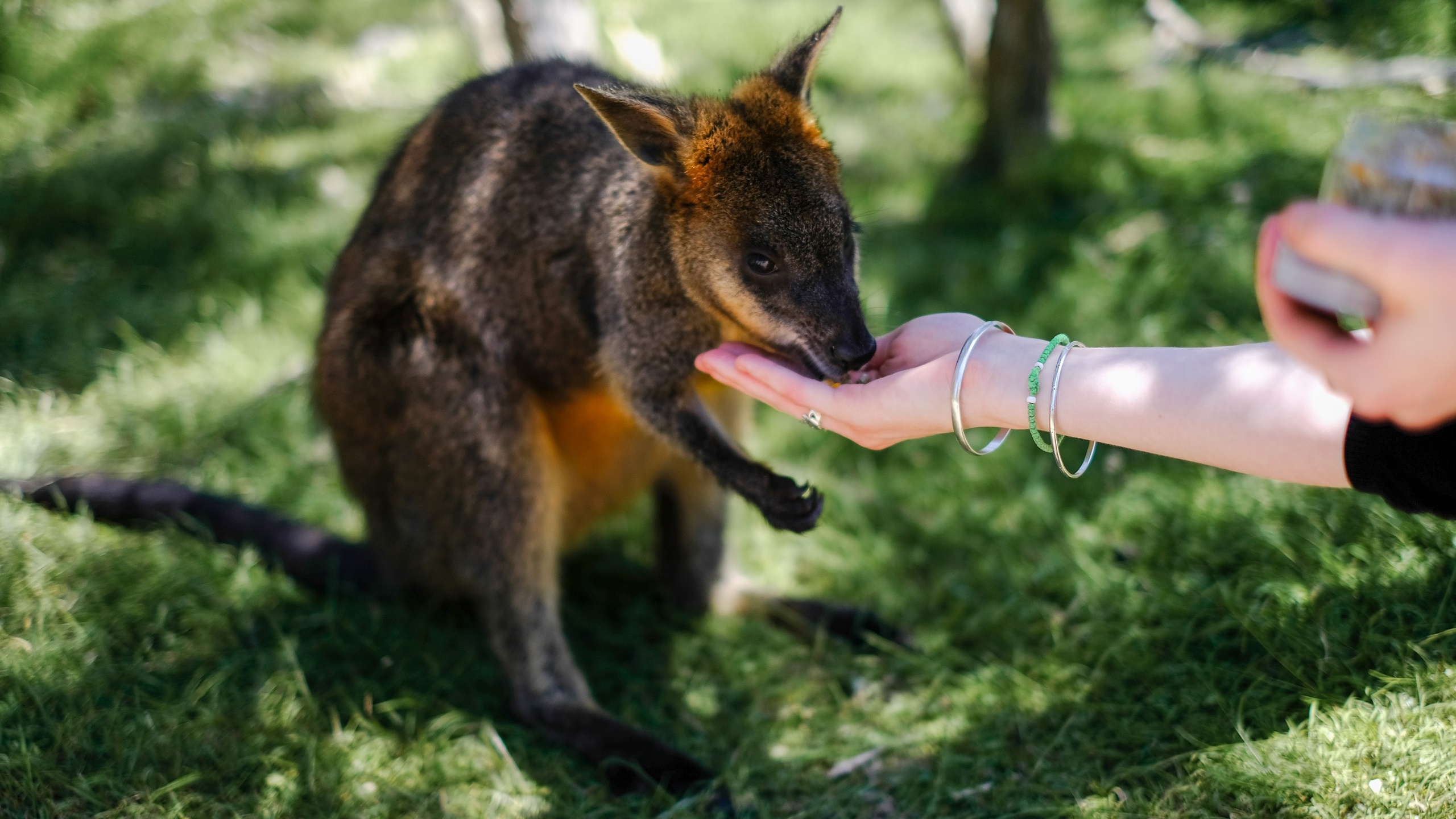 袋鼠壁纸【75】