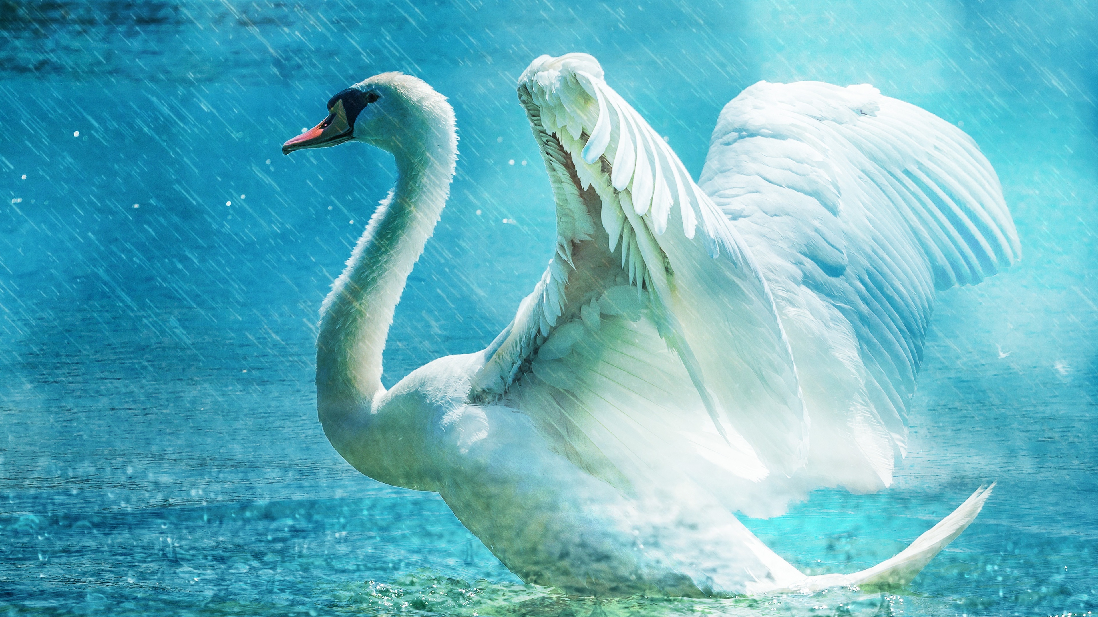 白天鹅5k图片壁纸