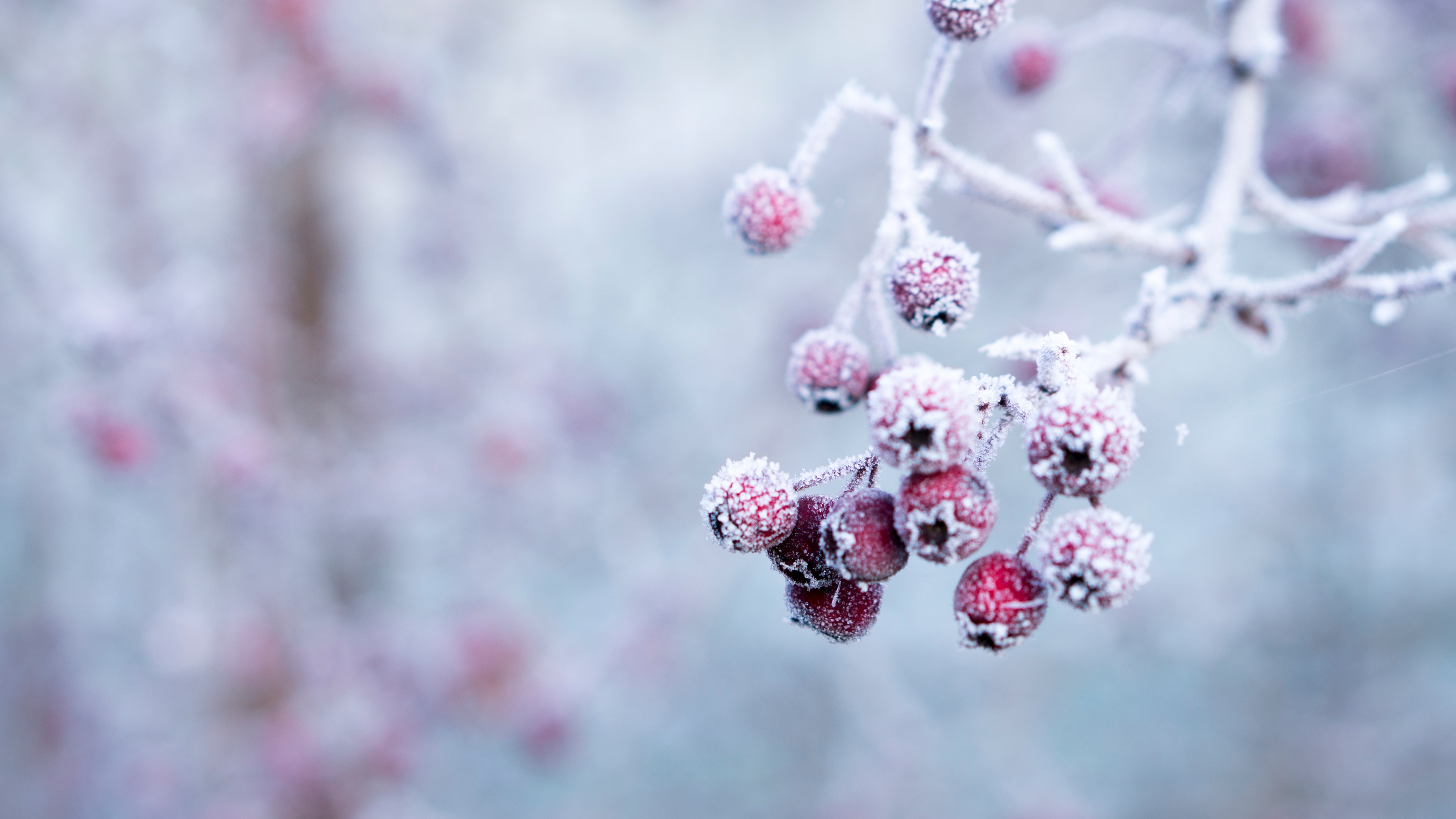 冬天 雪壁纸【10】