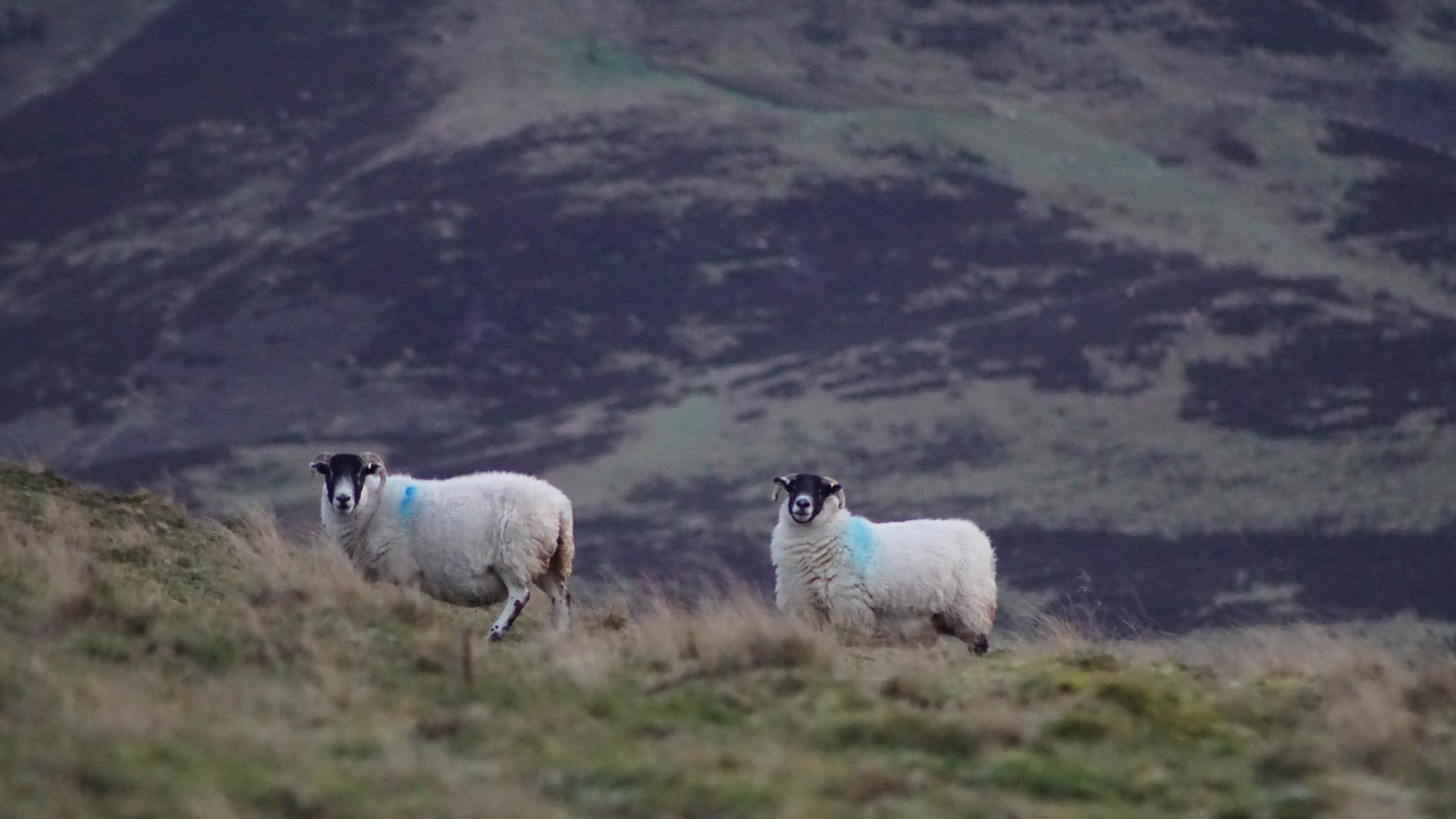 羊壁纸 12 羊壁纸图片 桌面壁纸图片 壁纸下载 元气壁纸