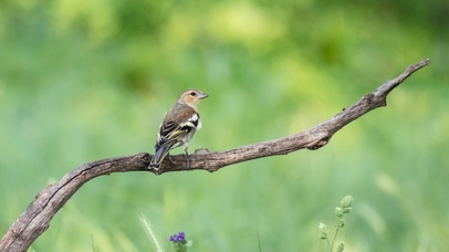 热门鸟桌面壁纸图片 热门壁纸下载 元气壁纸第 D String 页 Extra Int 2