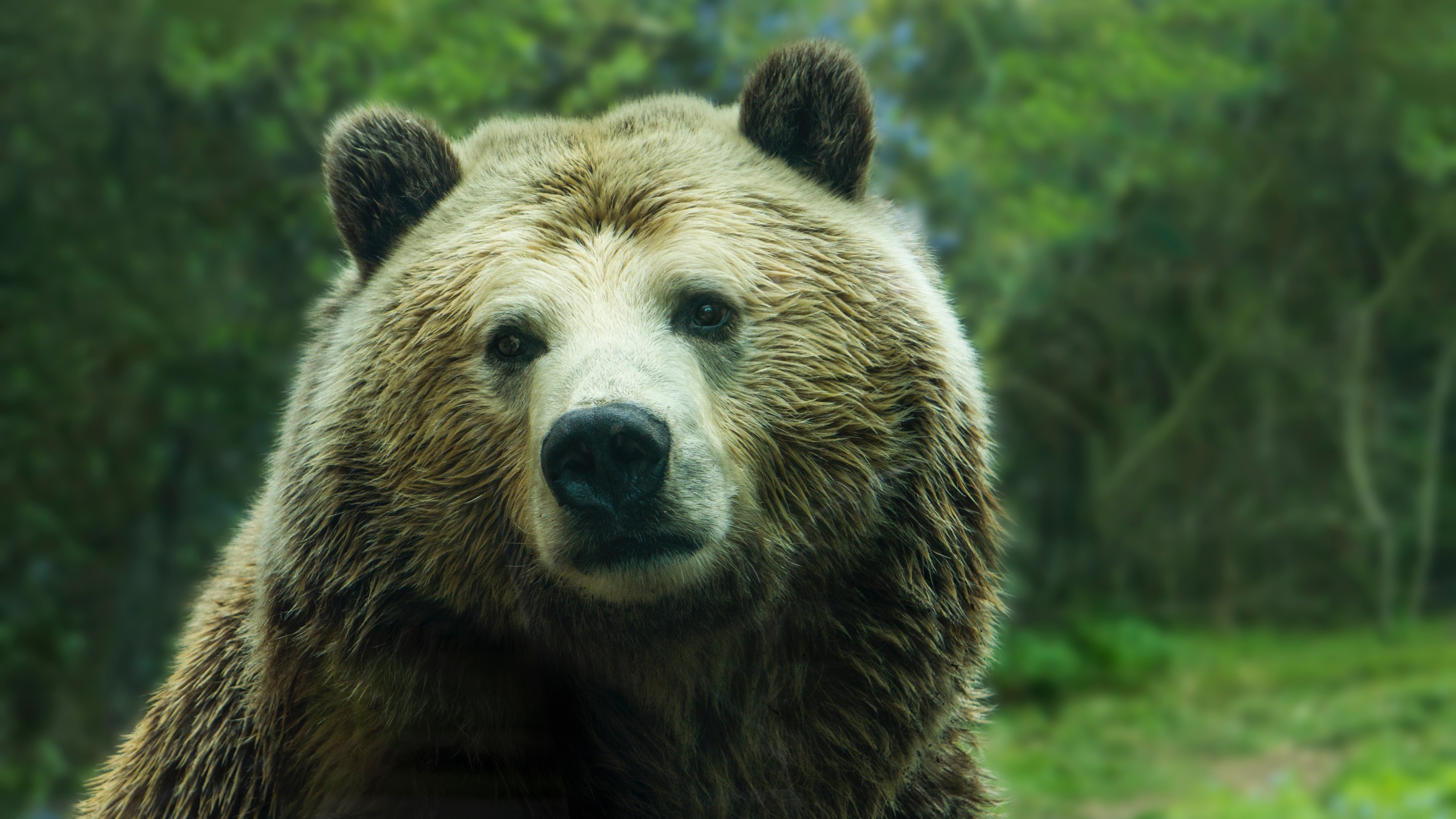 【絕地‧再生】人熊衝突難解 歐亞棕熊告別法國 | 環境資訊中心