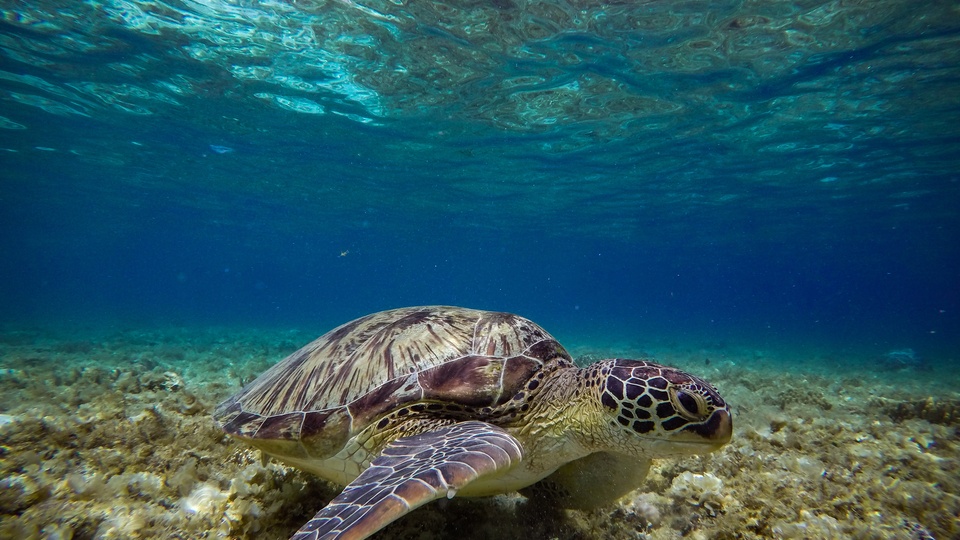 龟 海洋生物壁纸【1】