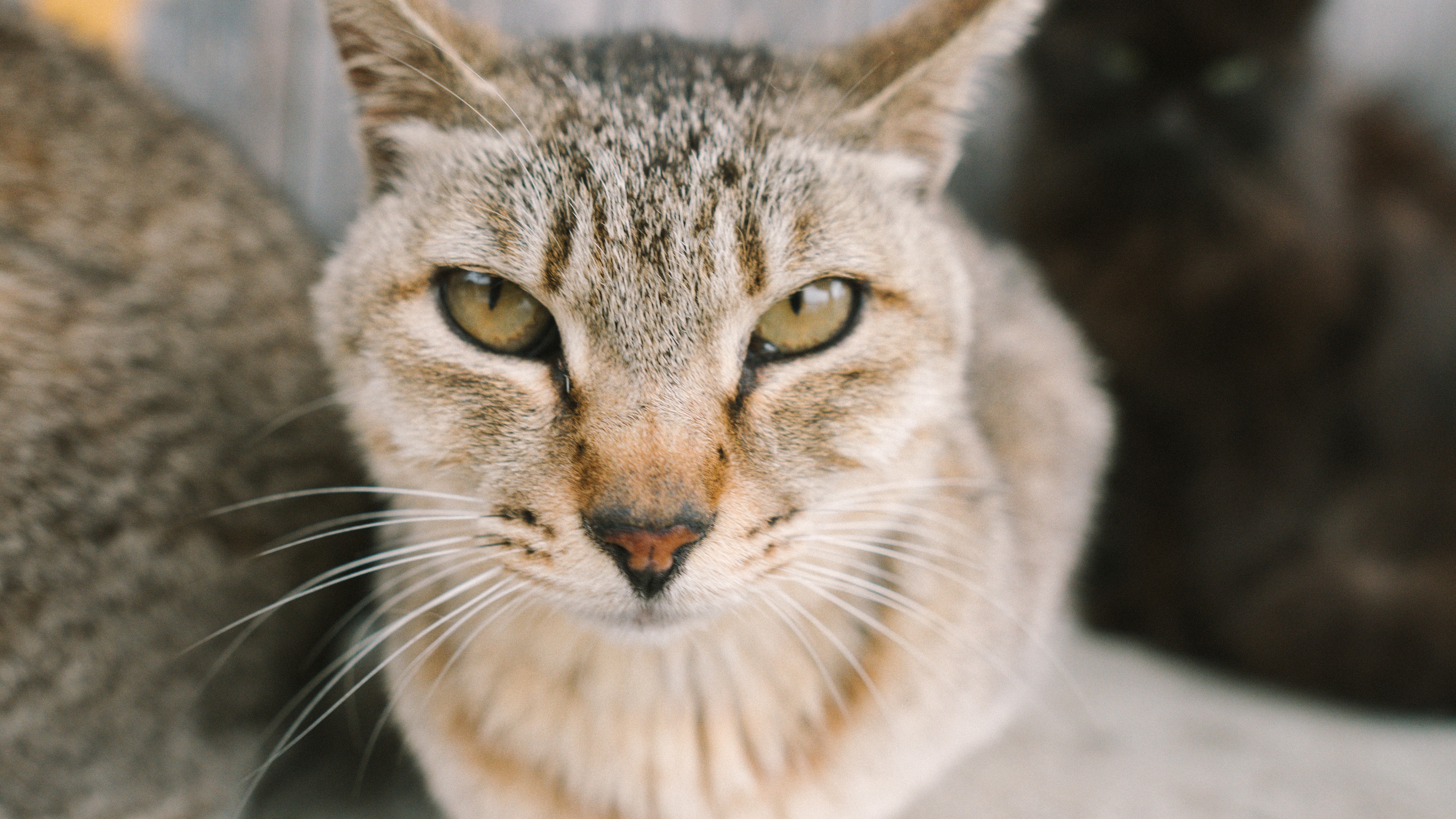 15m上传时间:2020-06-16壁纸标签:猫4k壁纸封面图猫壁纸【185】壁纸于