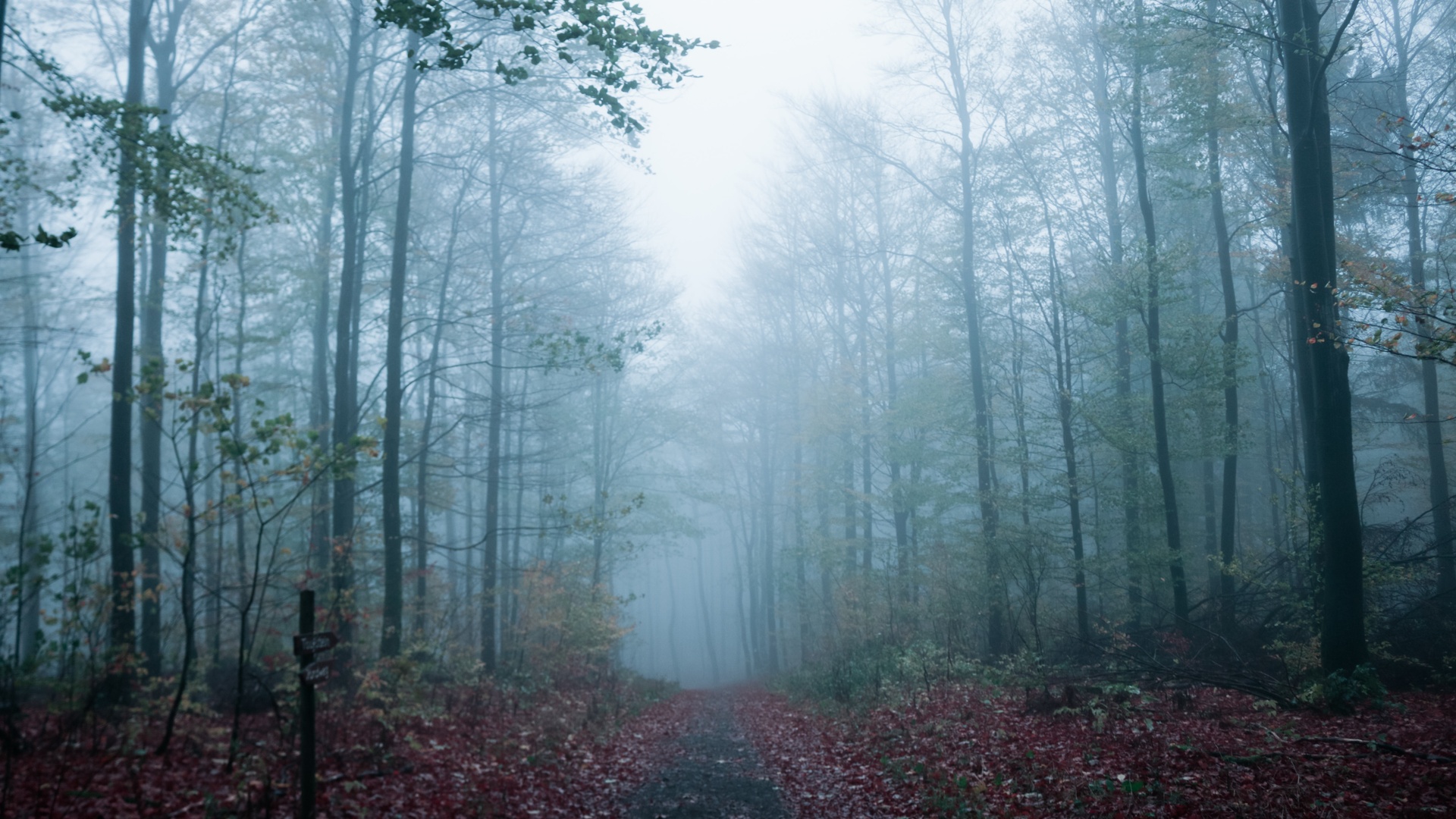 雾 自然景观壁纸【20】