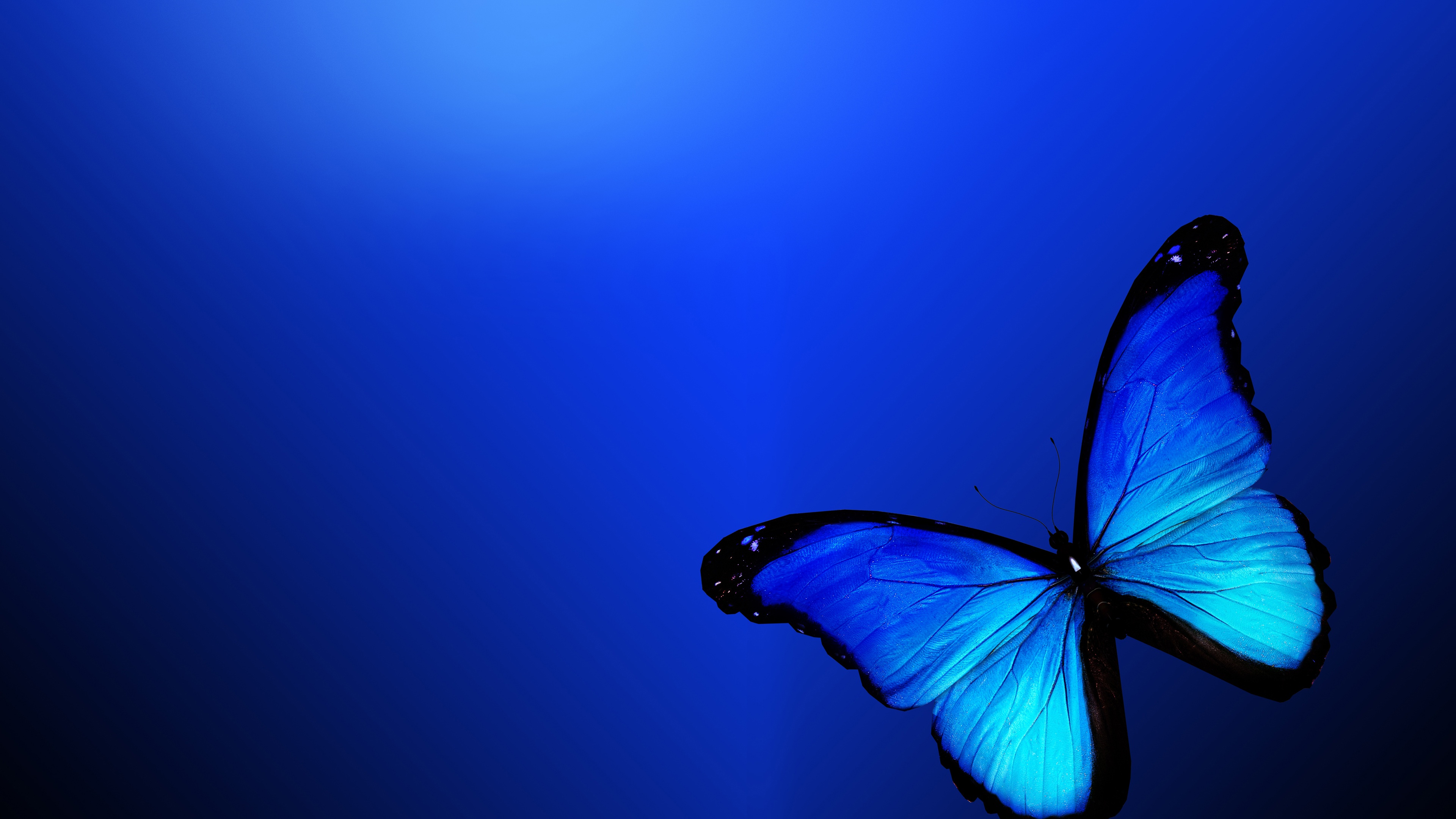 蓝色蝴蝶种类图片
