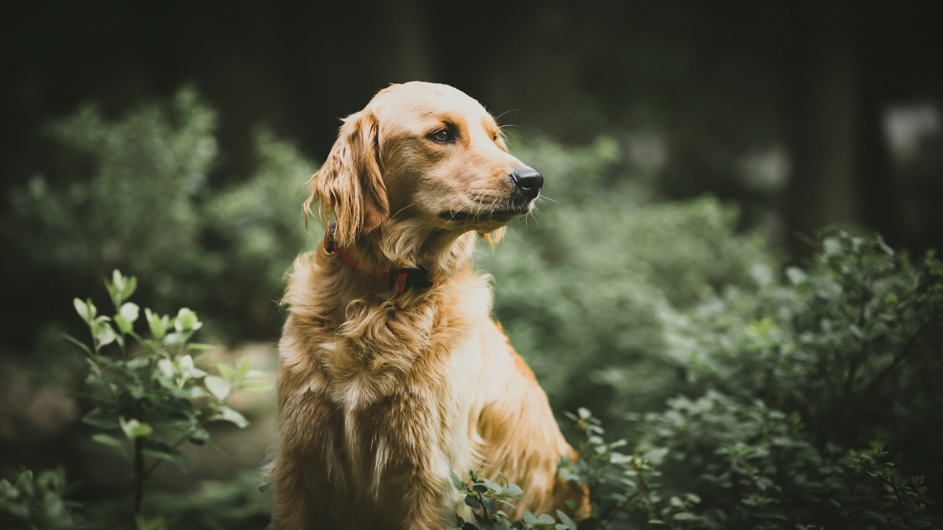 萌宠动物汪星人狗金毛犬高清壁纸_图片编号96830-壁纸网