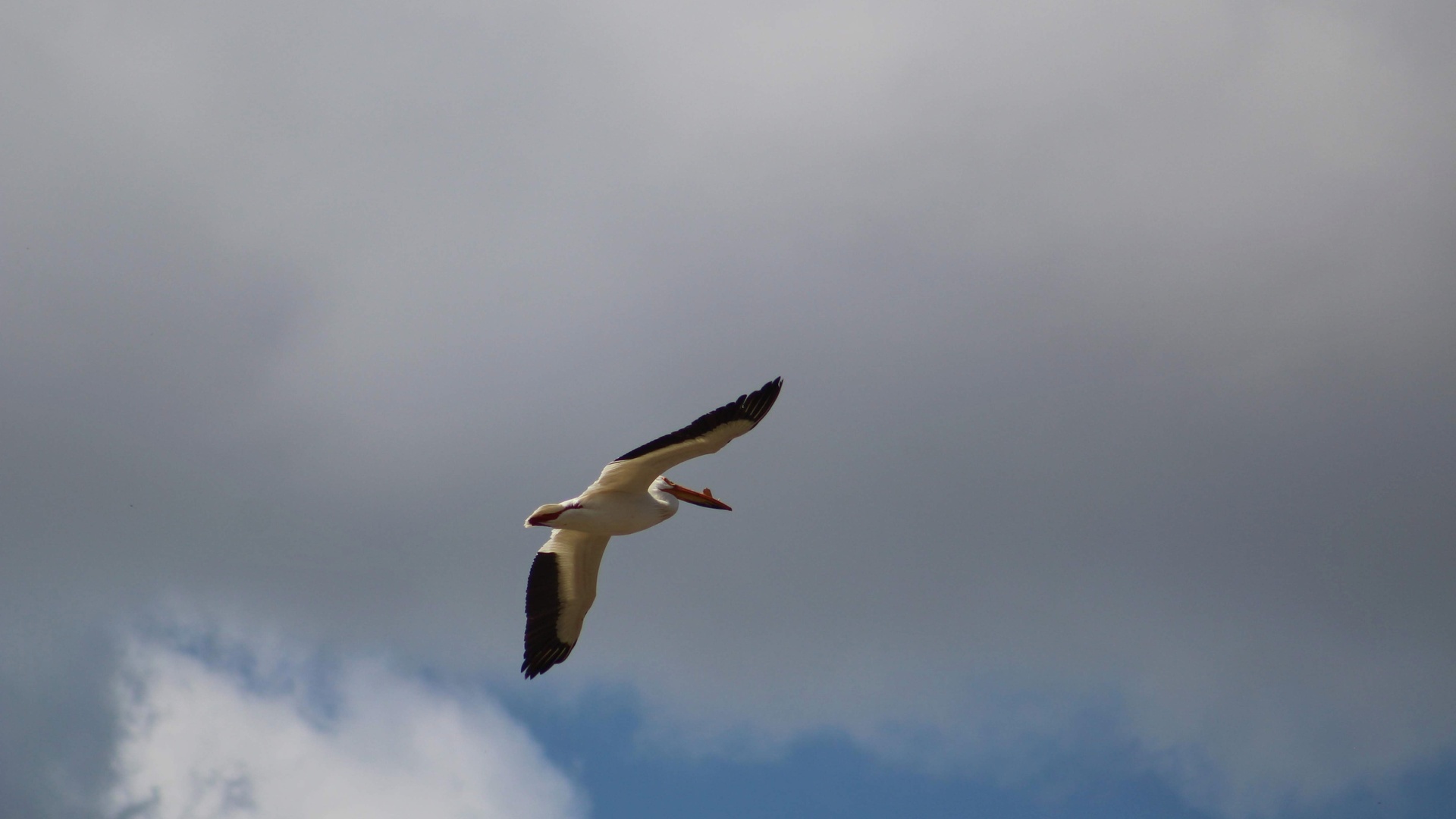 鸟壁纸 137 鸟壁纸图片 桌面壁纸图片 壁纸下载 元气壁纸