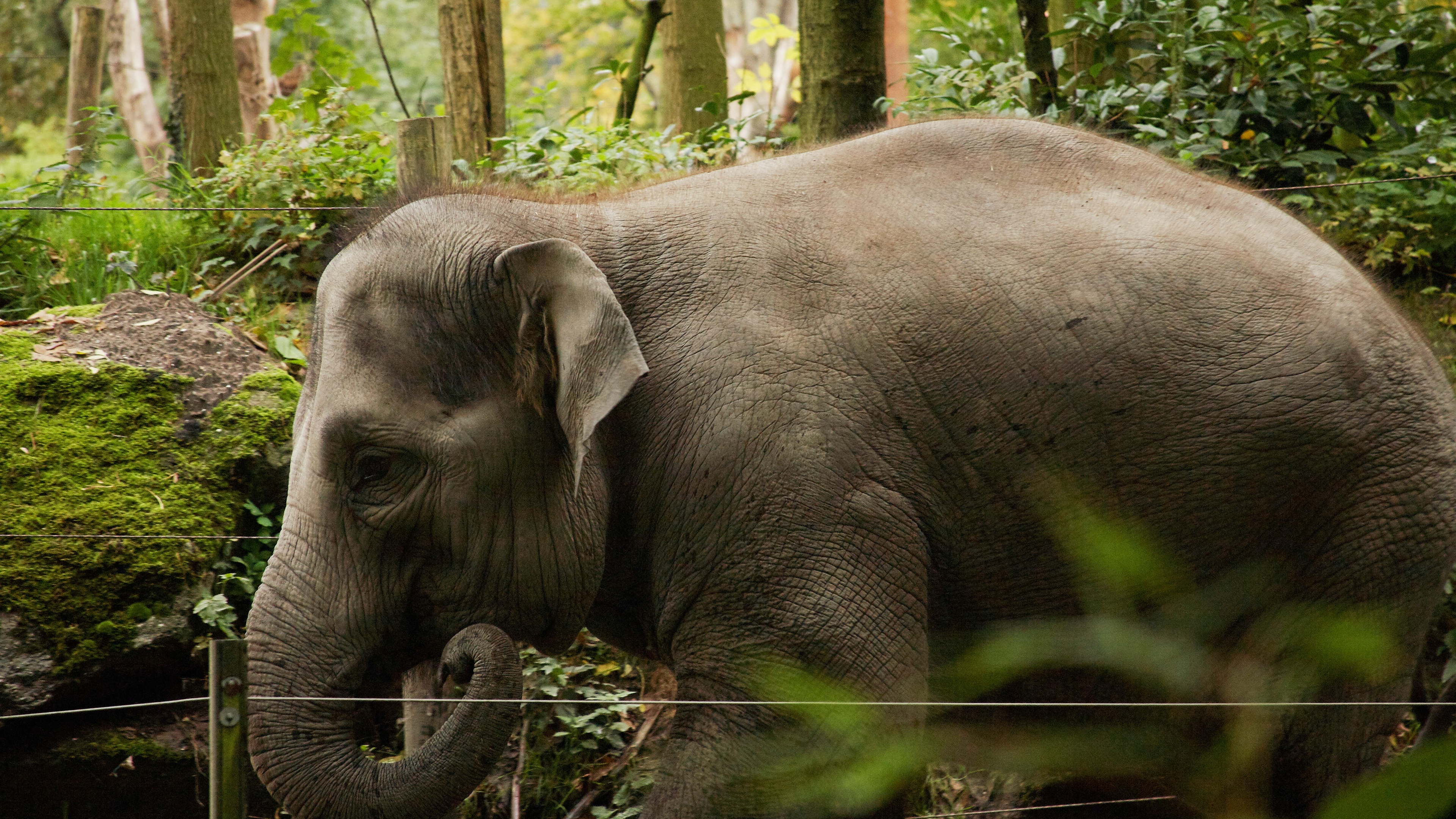 大象壁纸【77】