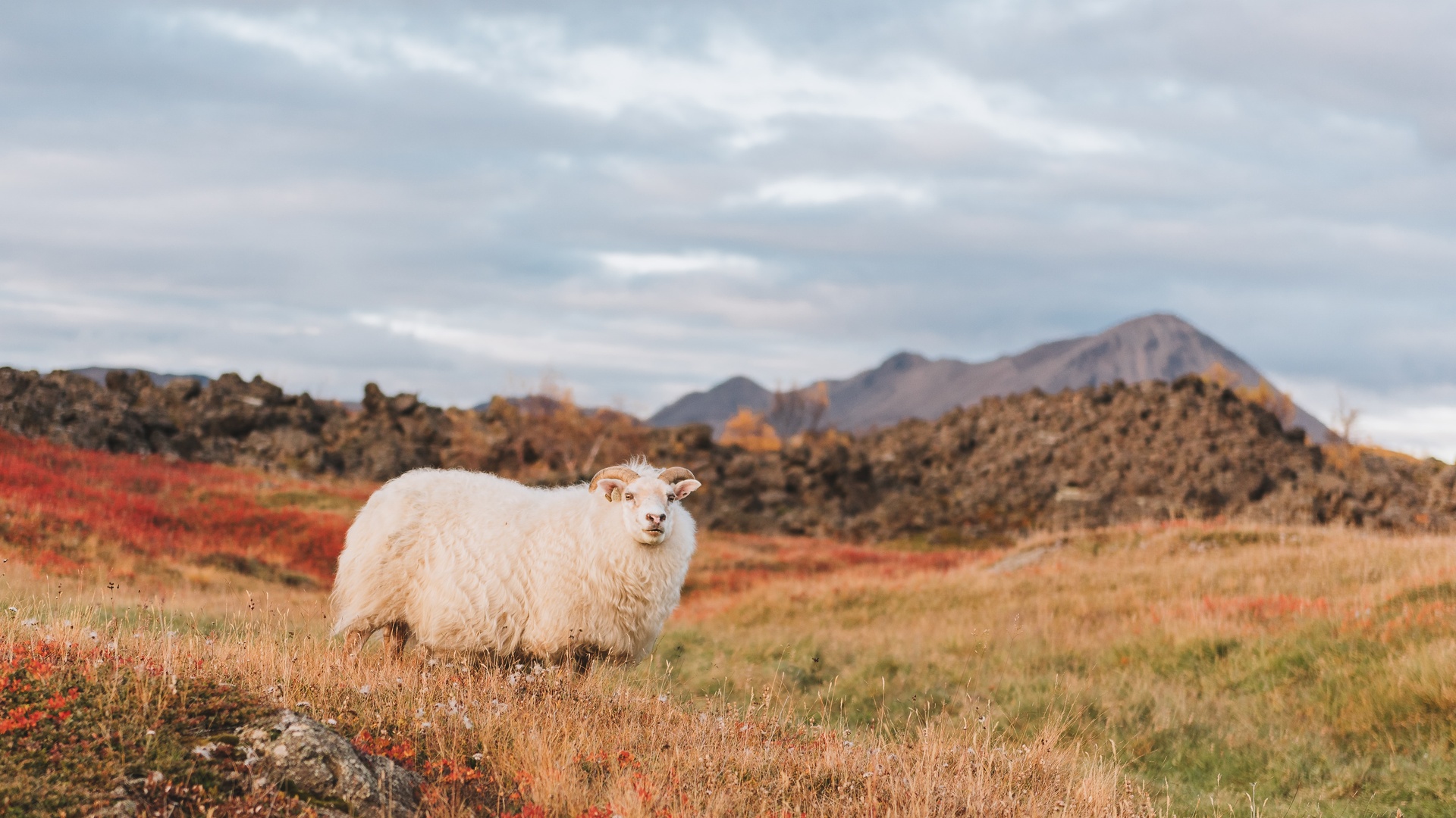 羊壁纸 27 羊壁纸图片 桌面壁纸图片 壁纸下载 元气壁纸