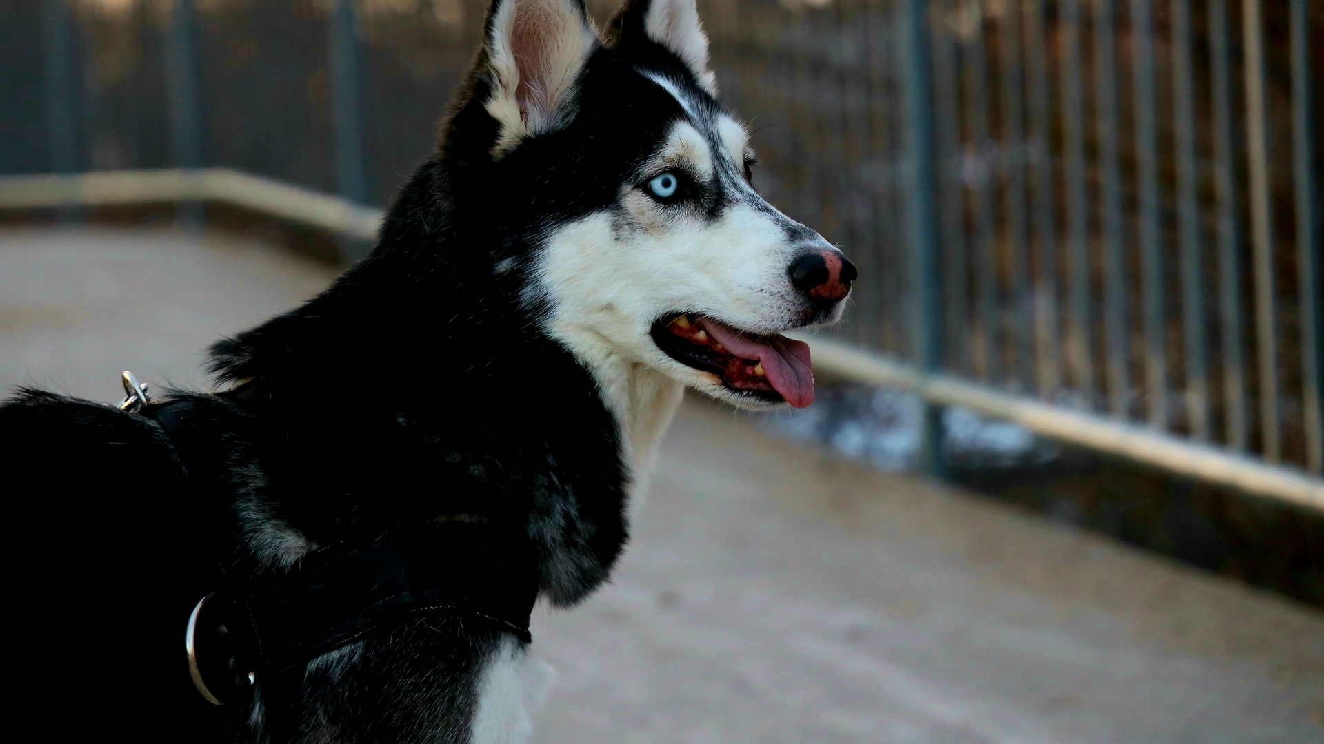 狗壁纸【868】狗壁纸图片_桌面壁纸图片_壁纸下载-元气壁纸