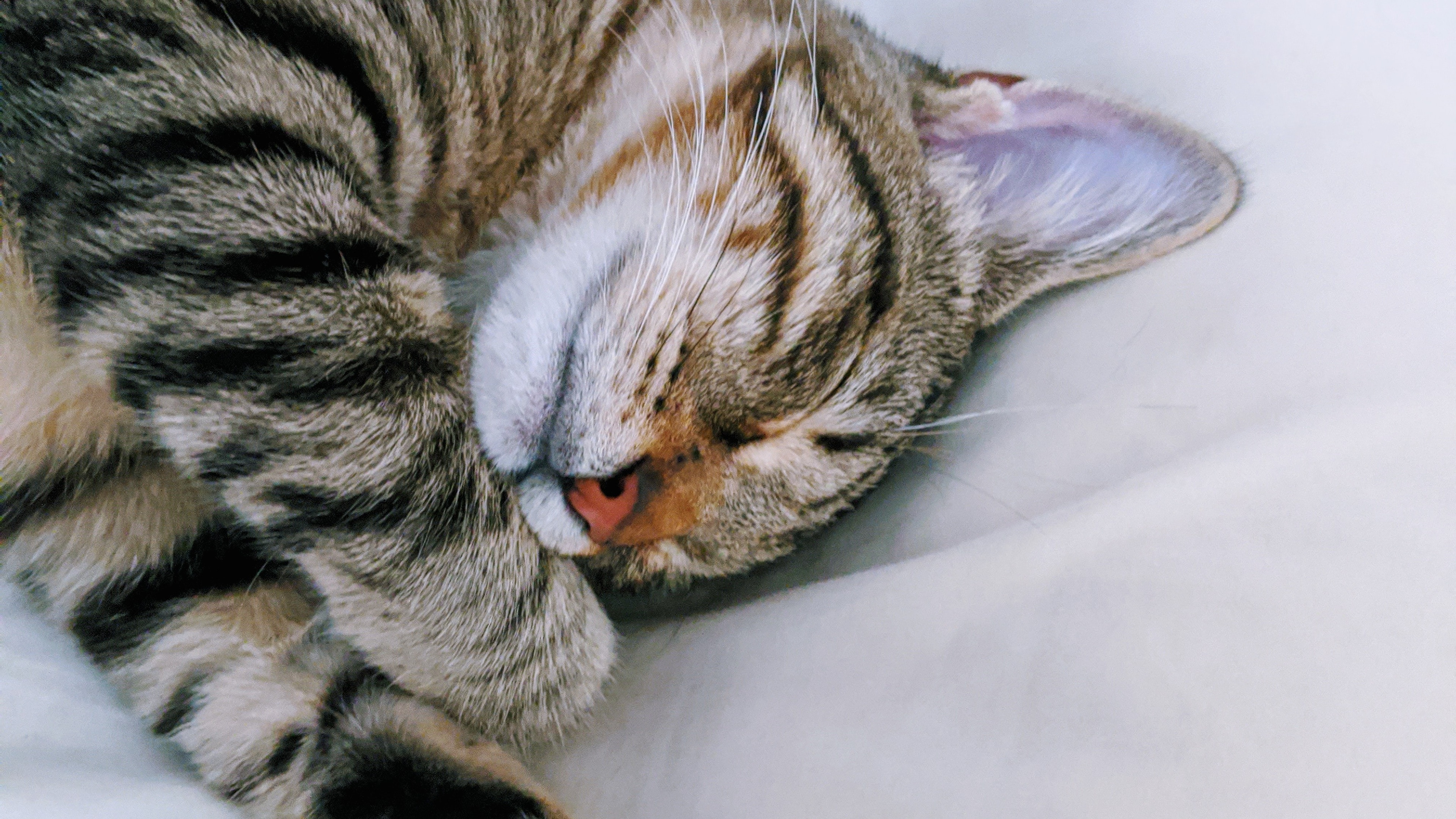 2020-06-16壁纸标签:猫4k壁纸封面图猫壁纸【523】壁纸于2020-06-16